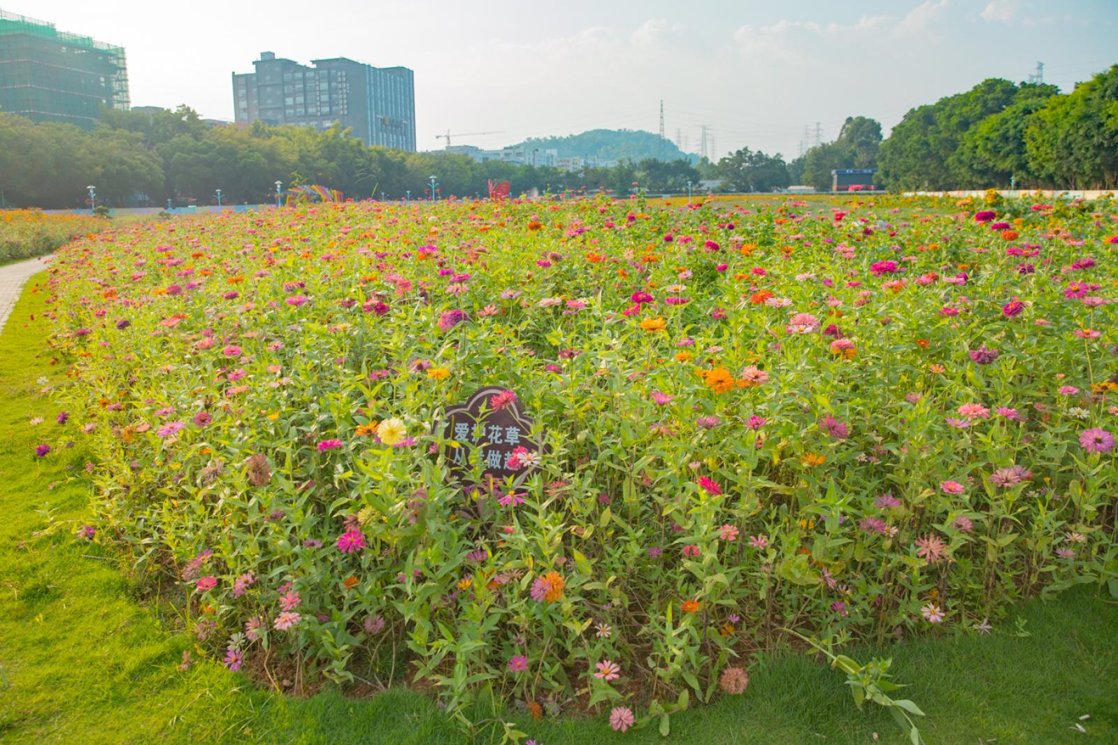 新安花田