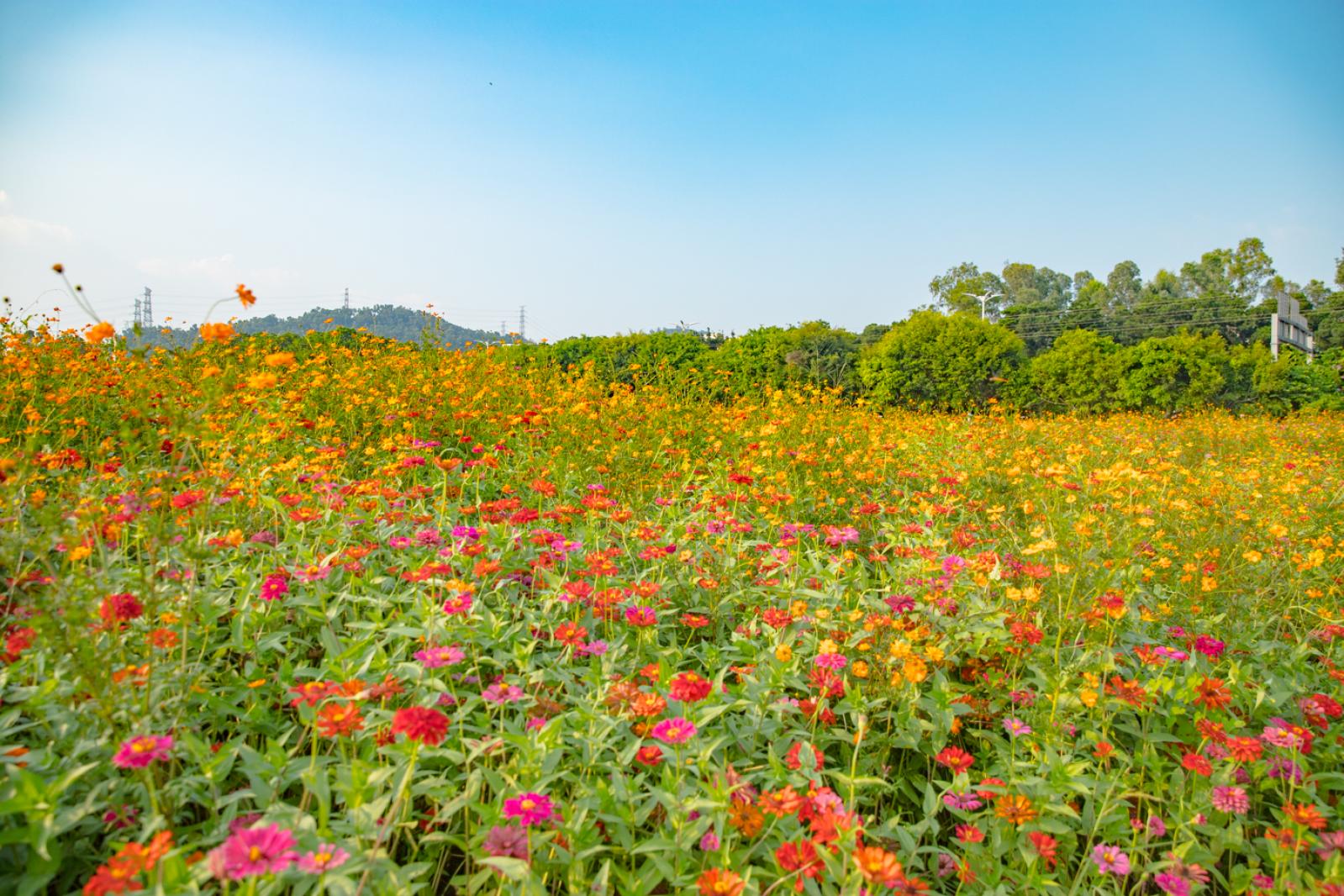 新安花田