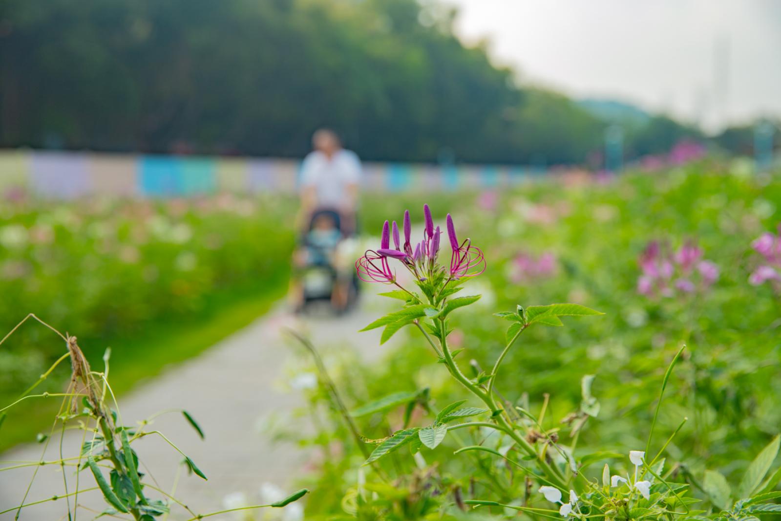 新安花田