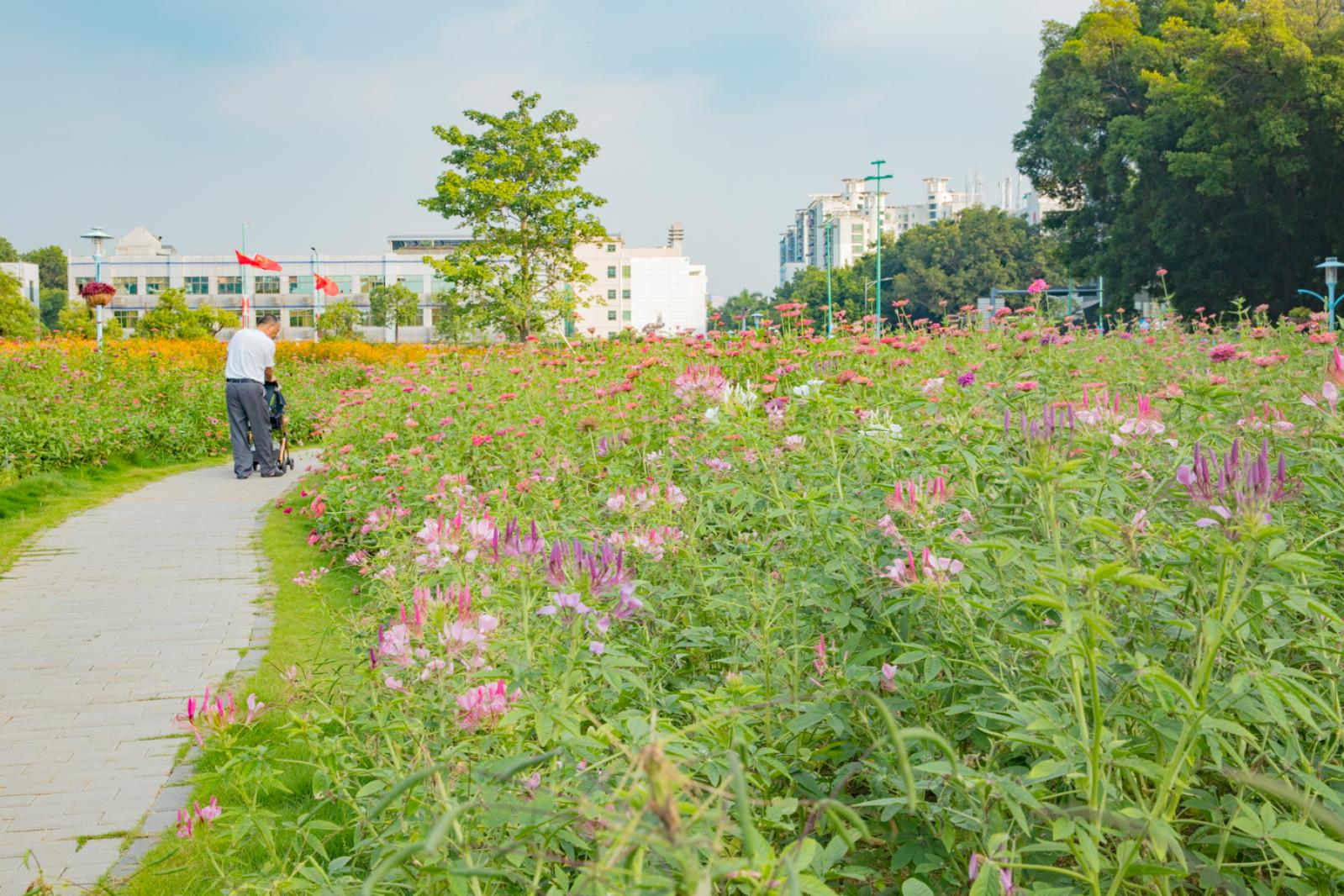 新安花田