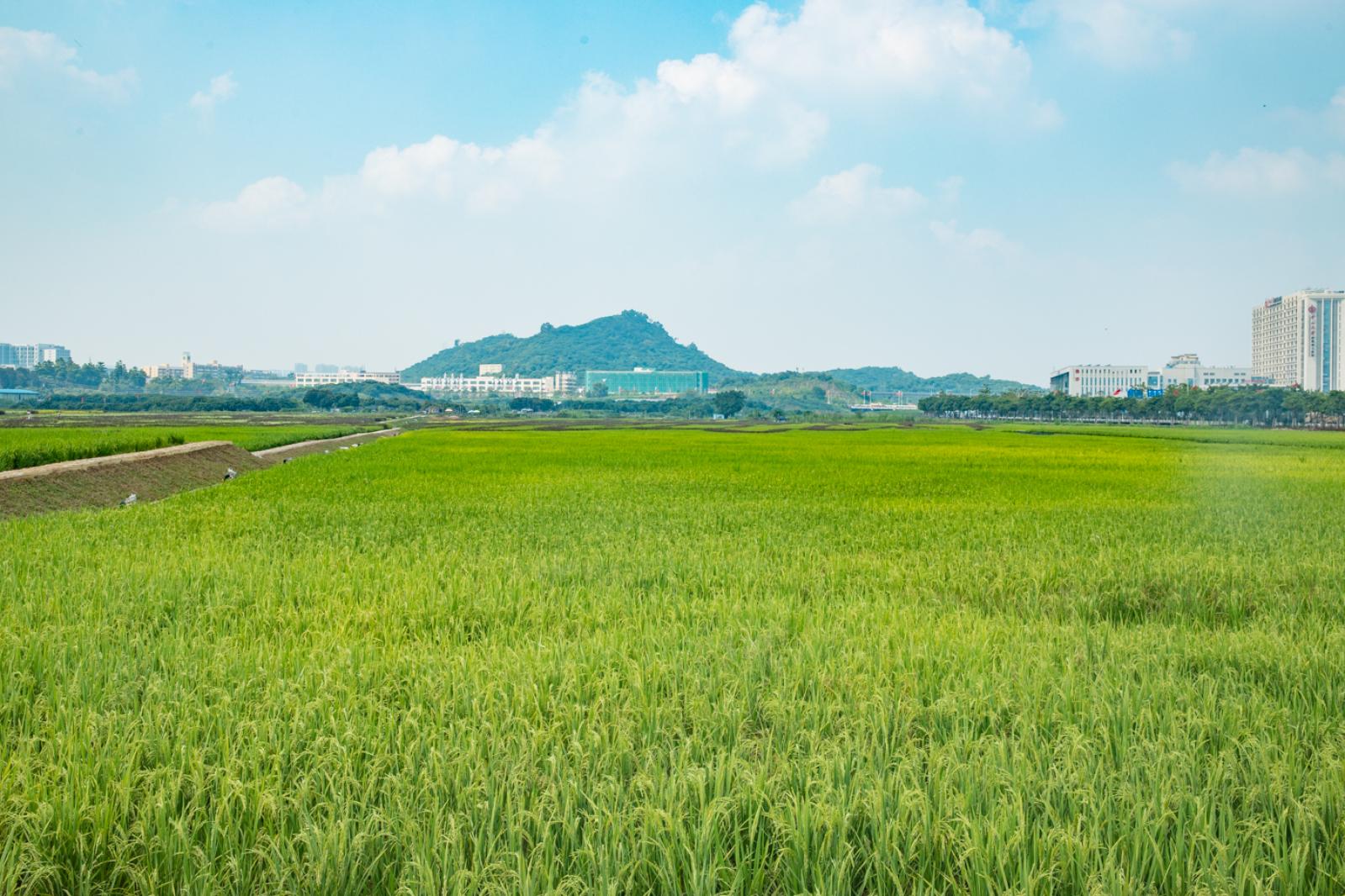 光明小镇欢乐田园