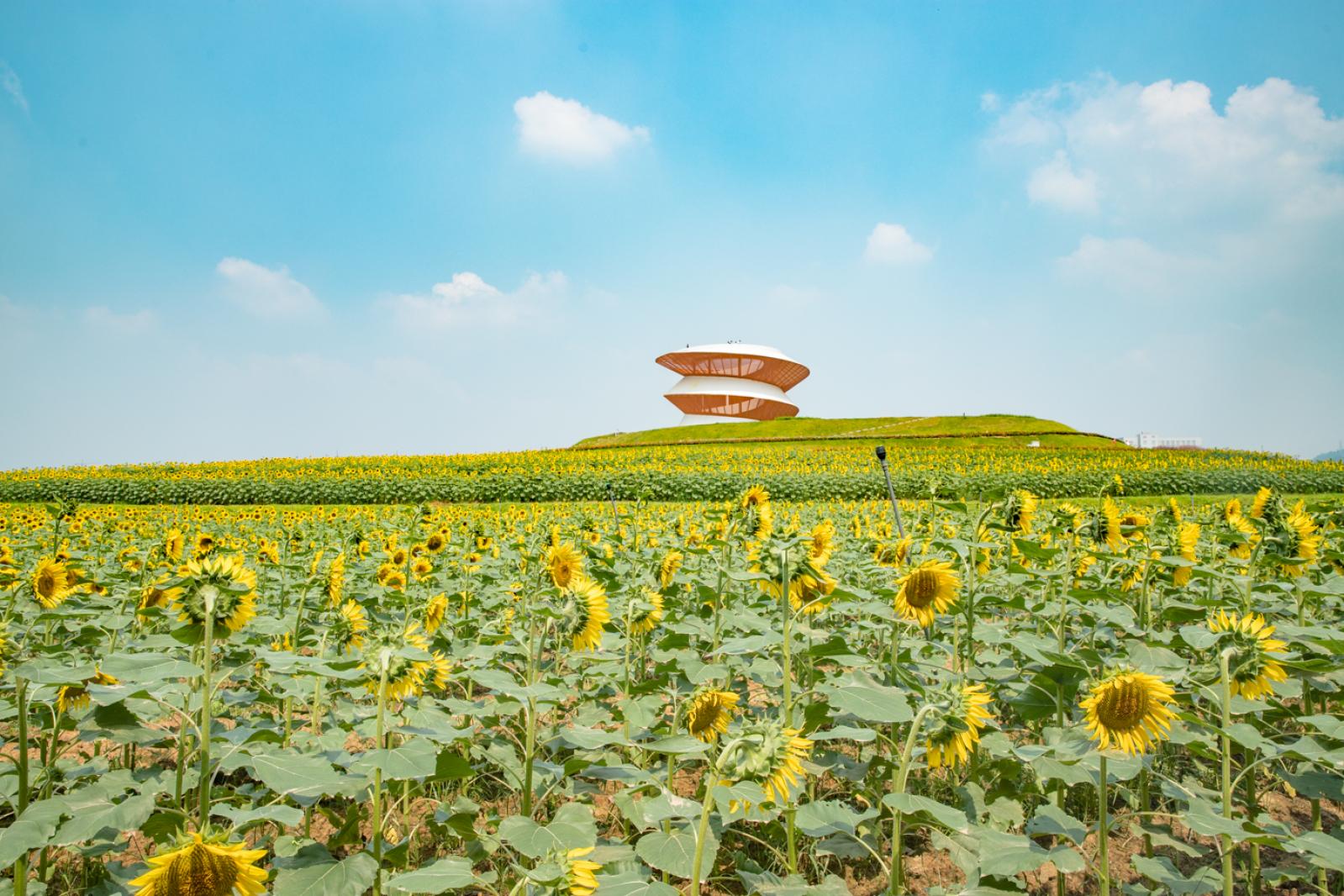 光明小镇欢乐田园