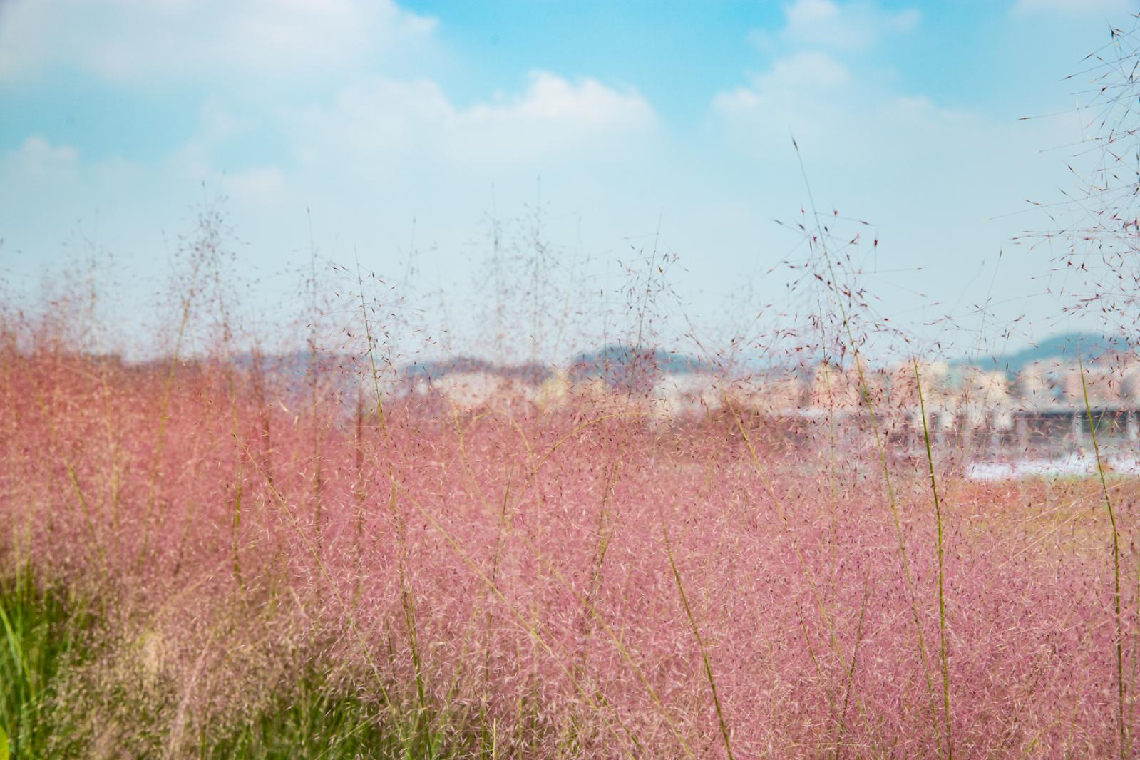 光明小镇欢乐田园