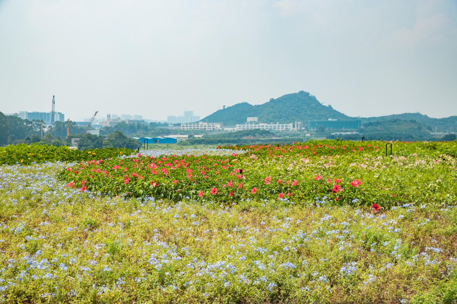 光明小镇欢乐田园