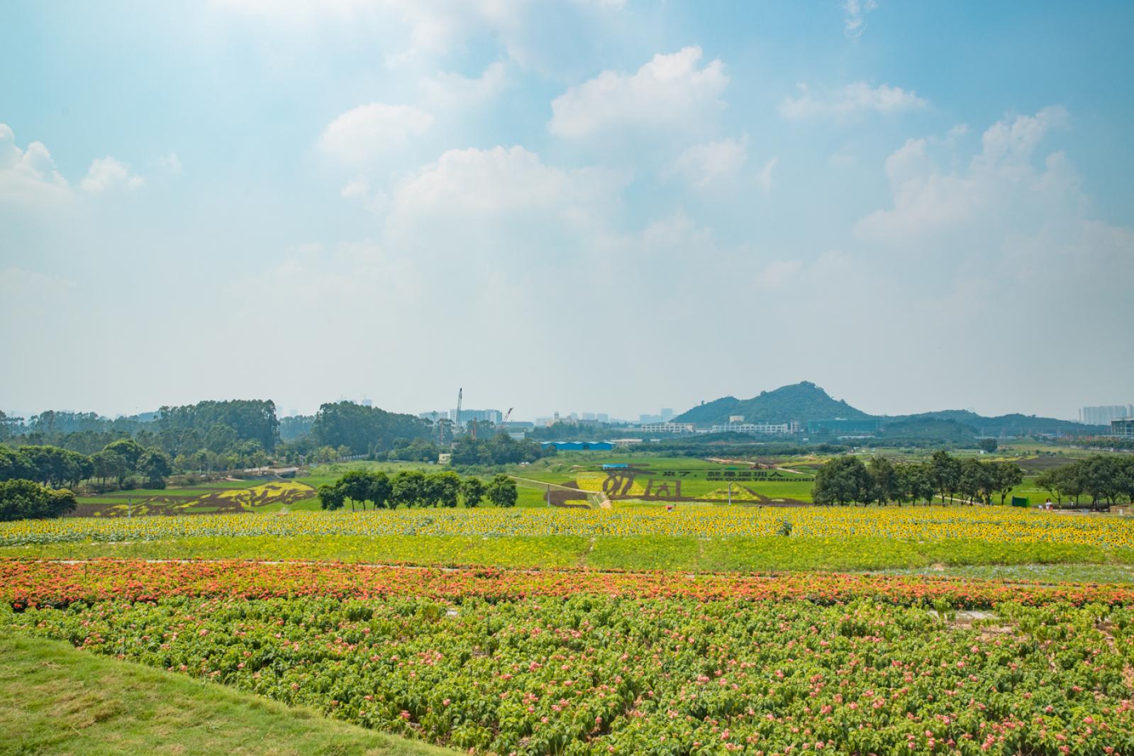 光明小镇欢乐田园