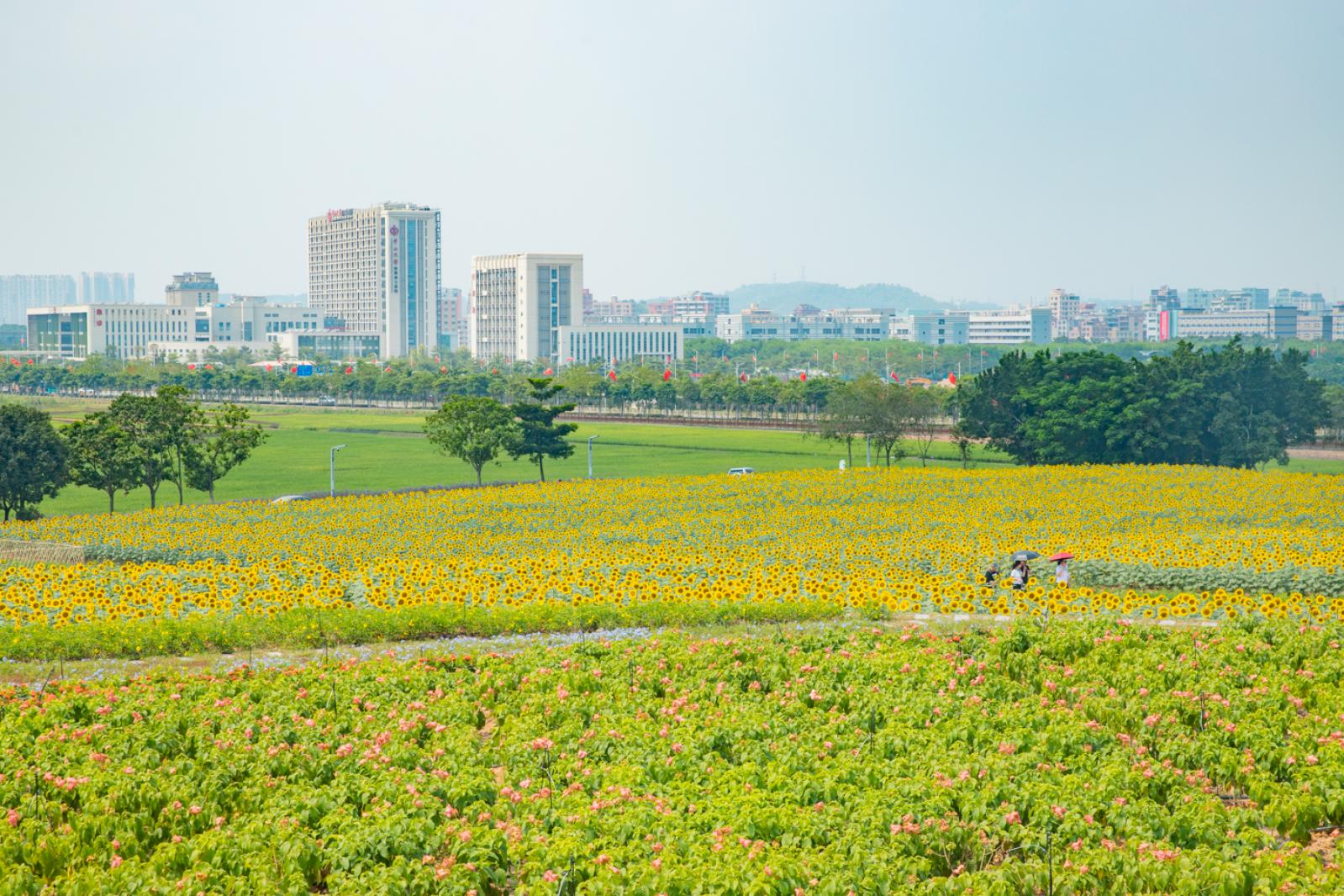 光明小镇欢乐田园