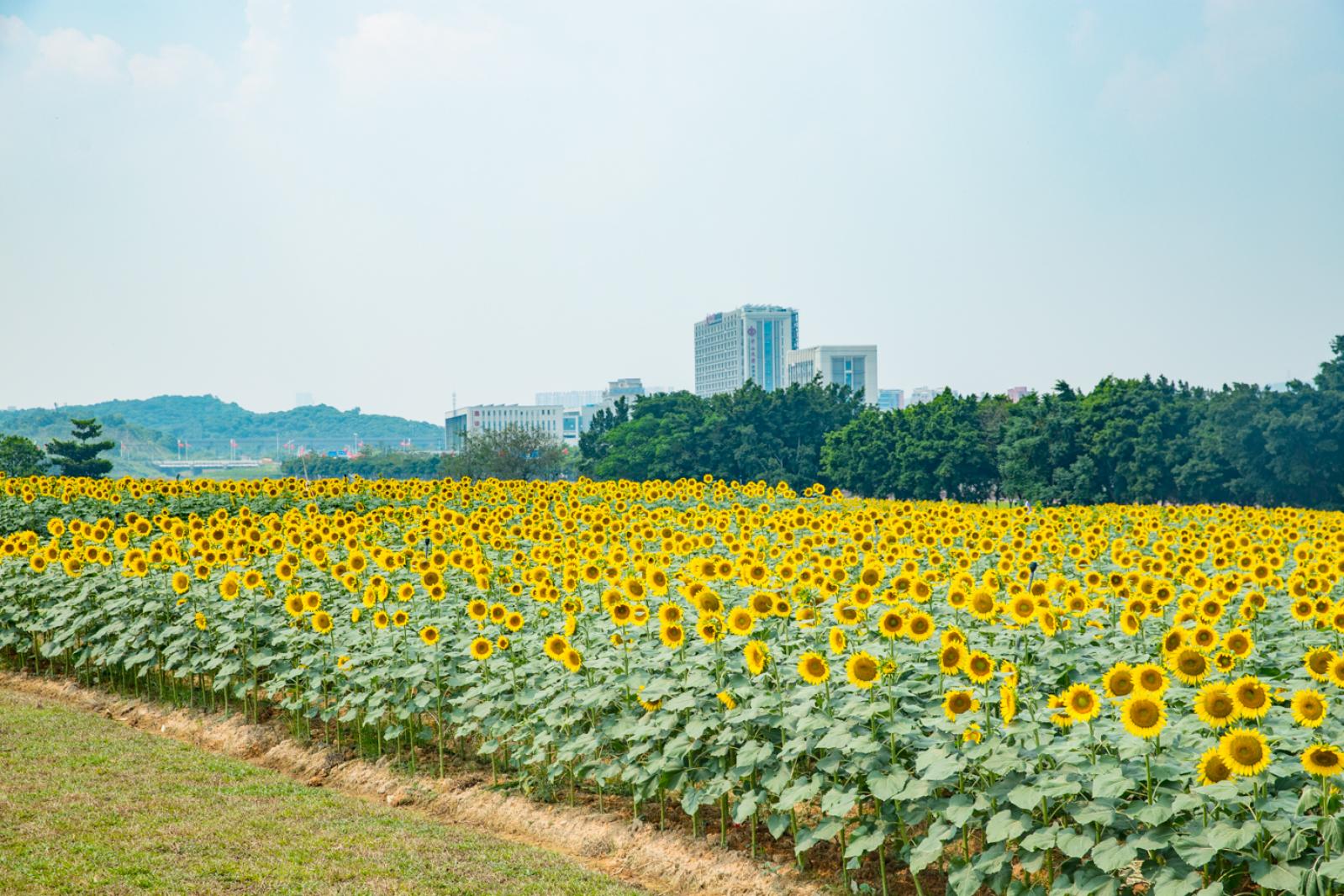 光明小镇欢乐田园