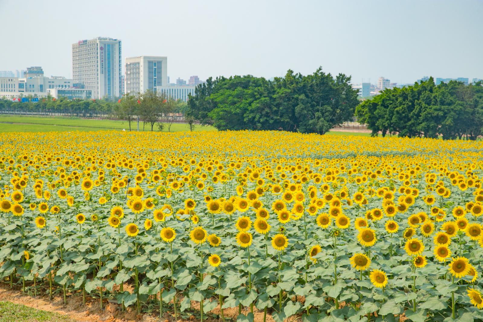 光明小镇欢乐田园