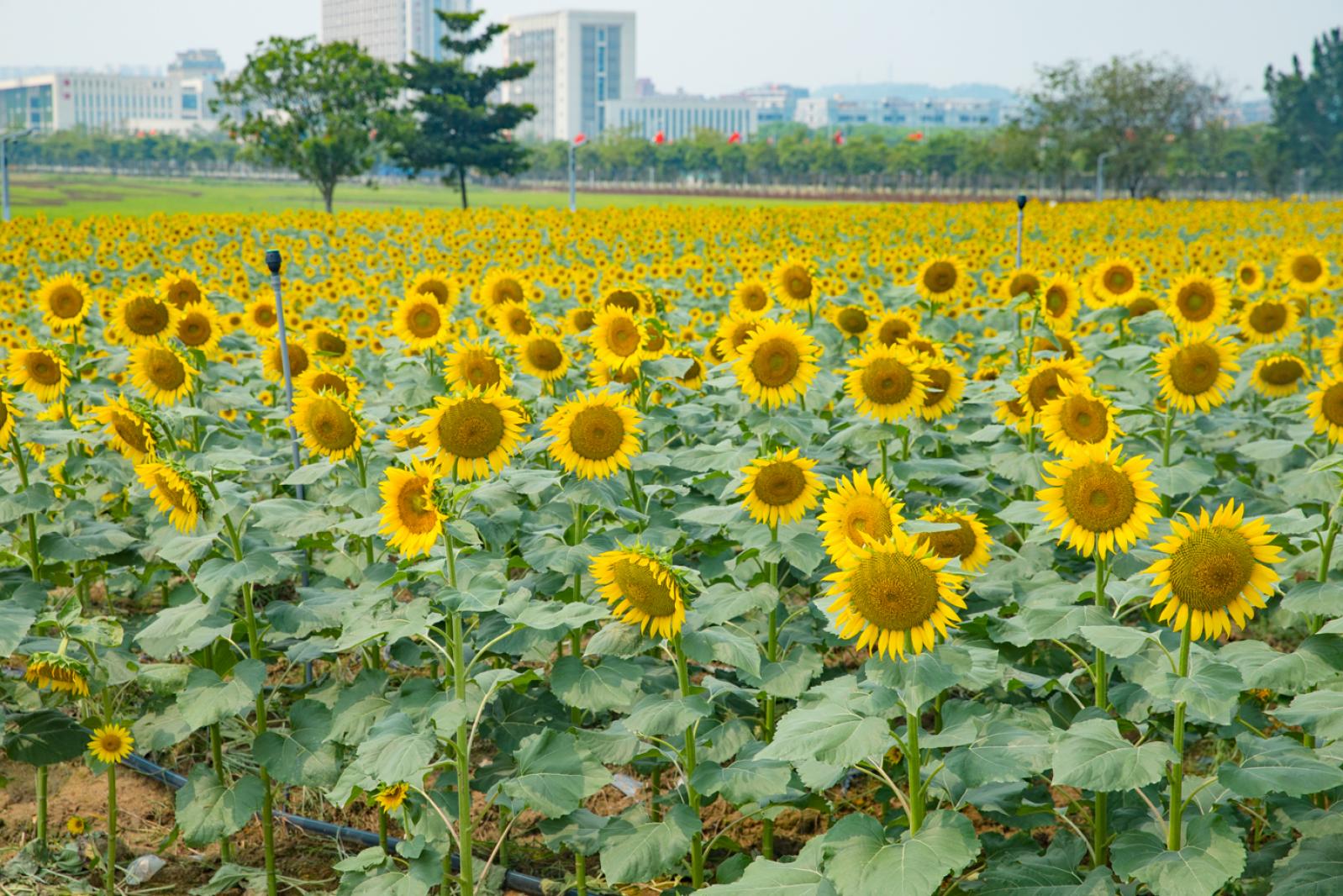 光明小镇欢乐田园
