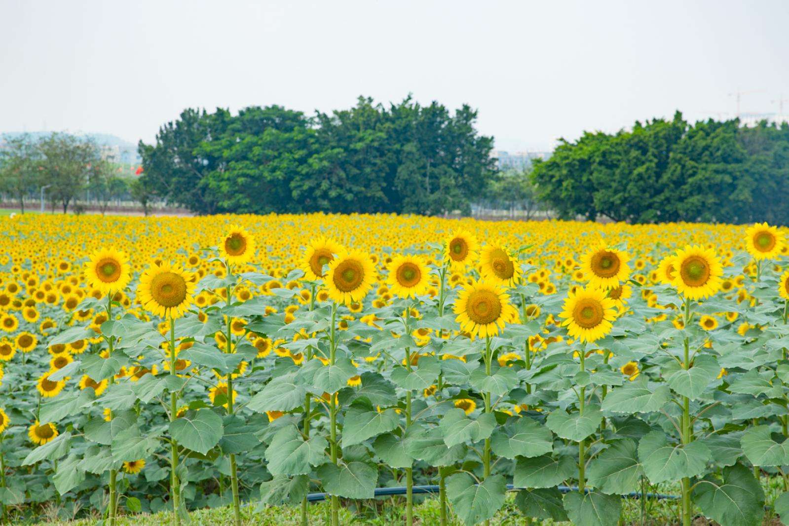 光明小镇欢乐田园