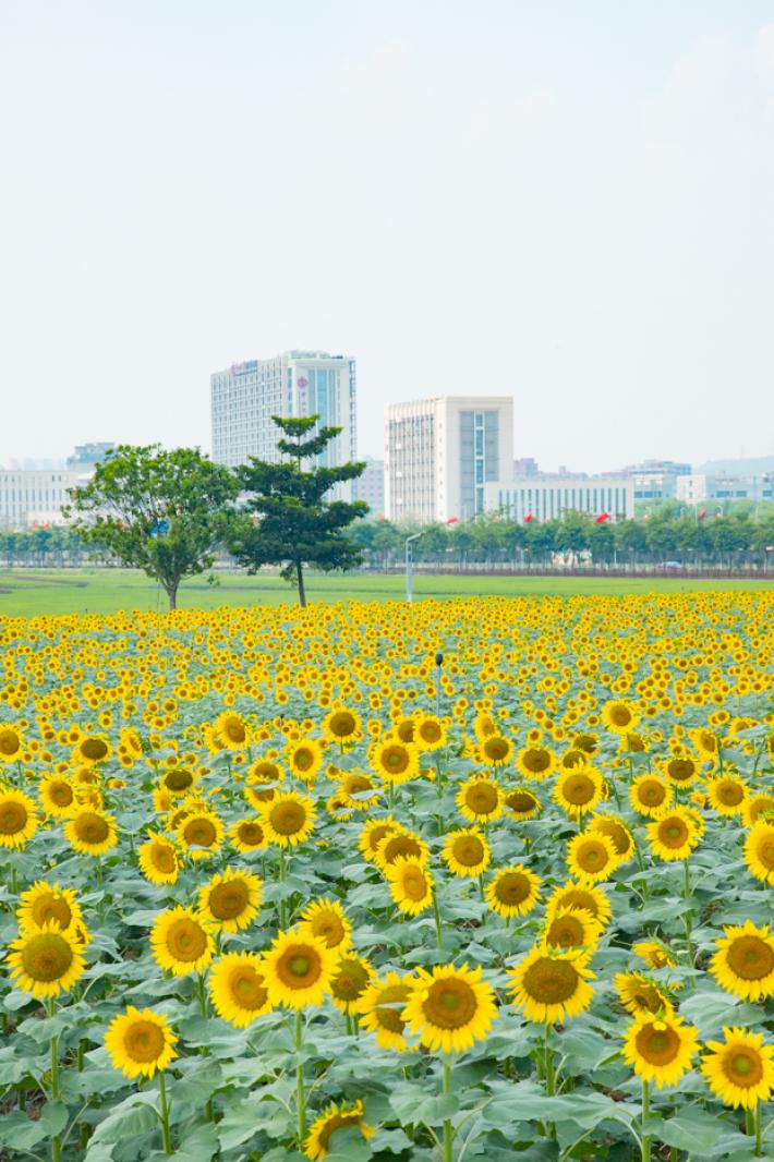 光明小镇欢乐田园