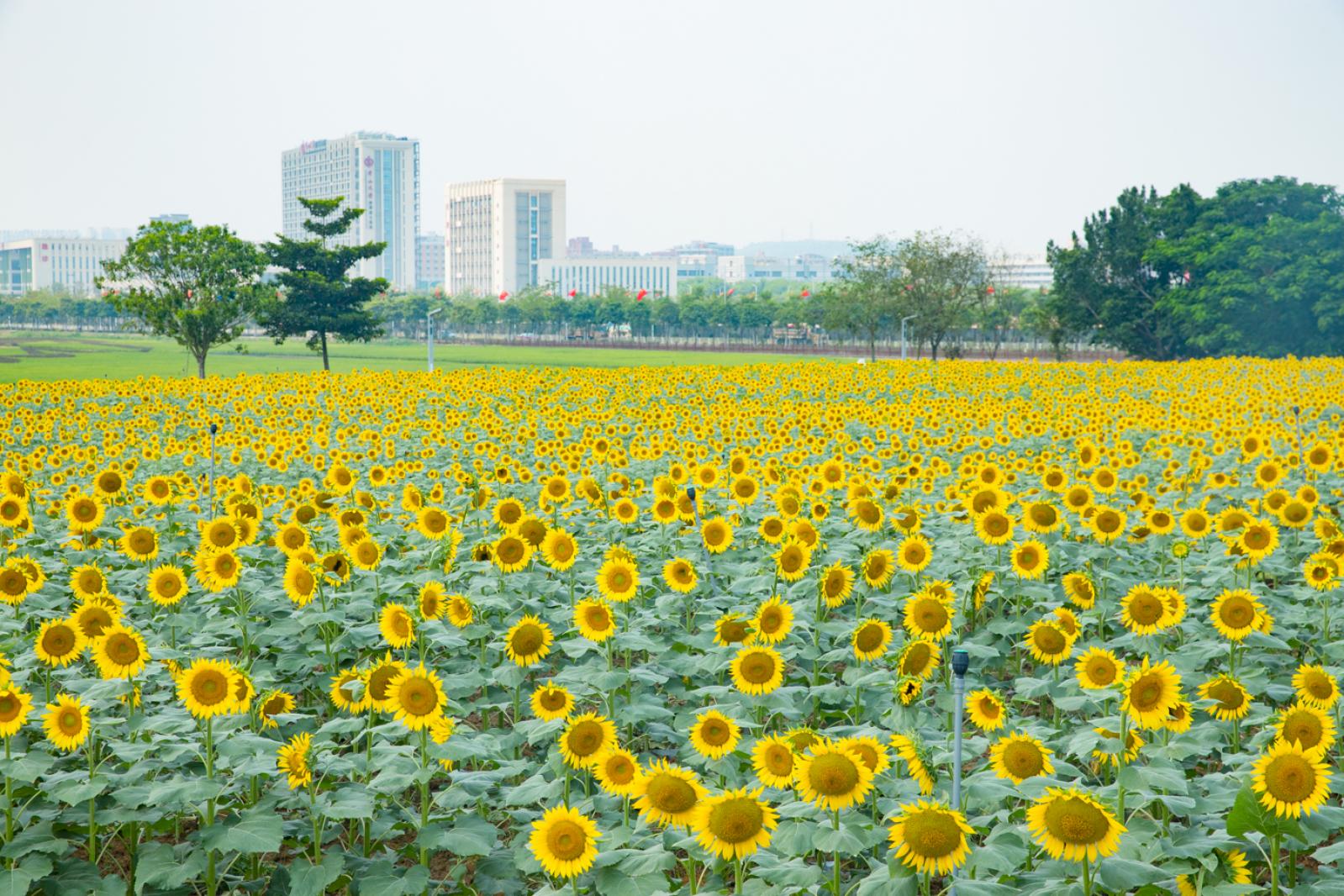 光明小镇欢乐田园