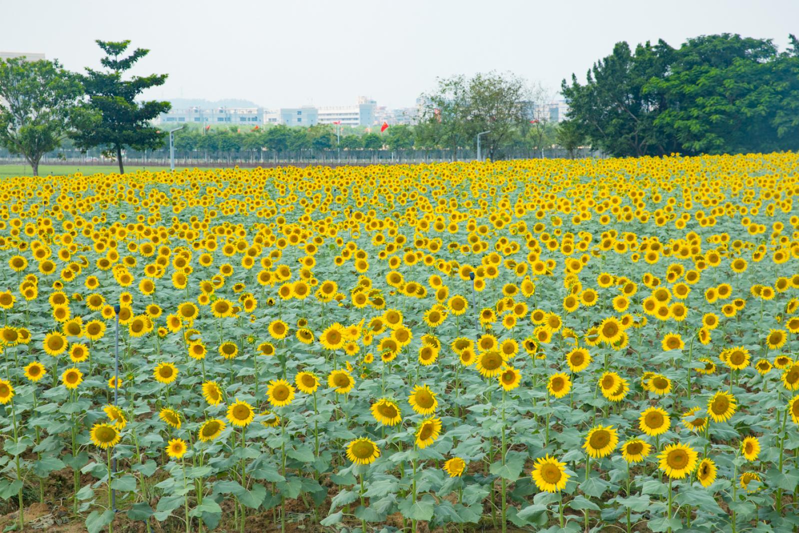 光明小镇欢乐田园