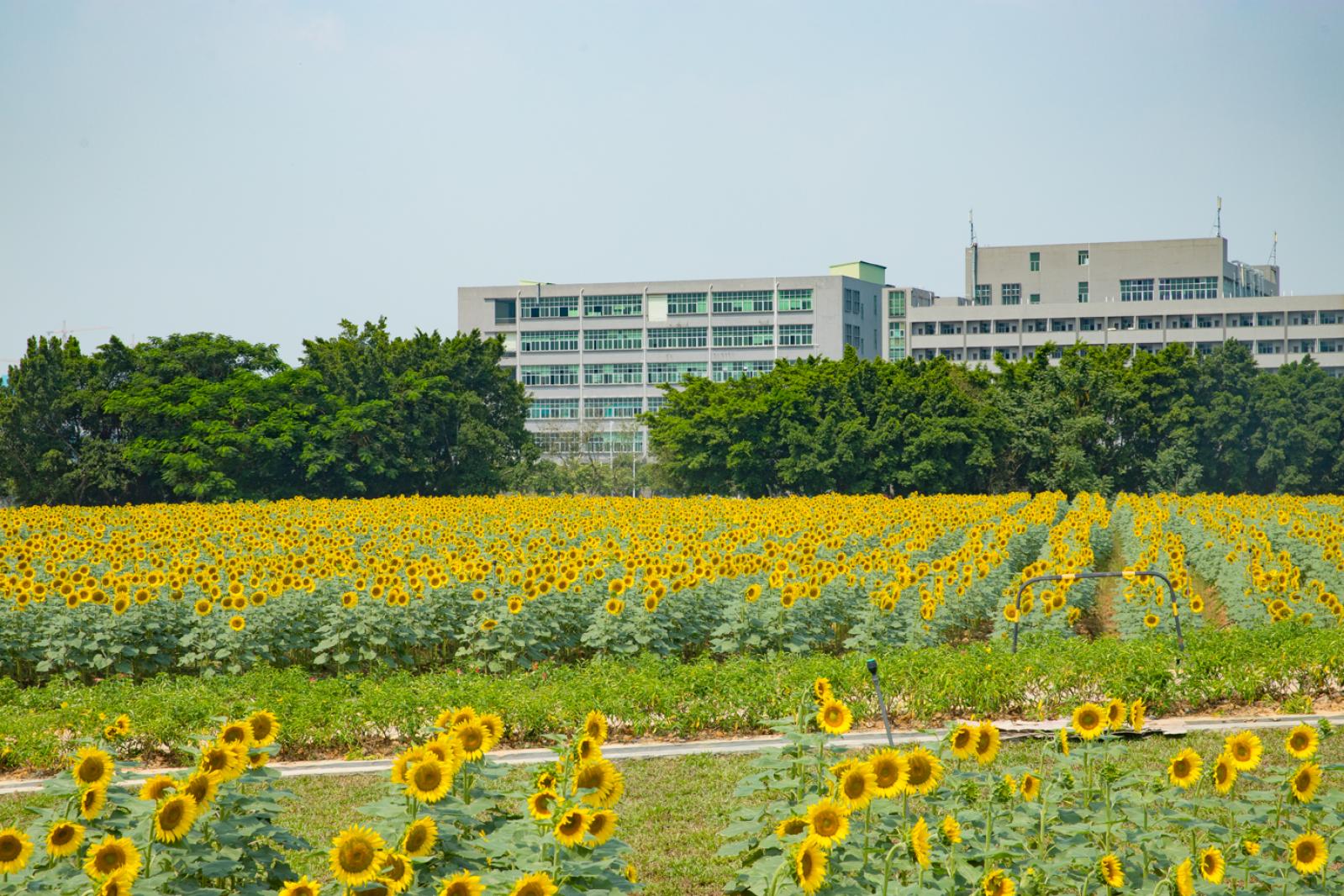 光明小镇欢乐田园