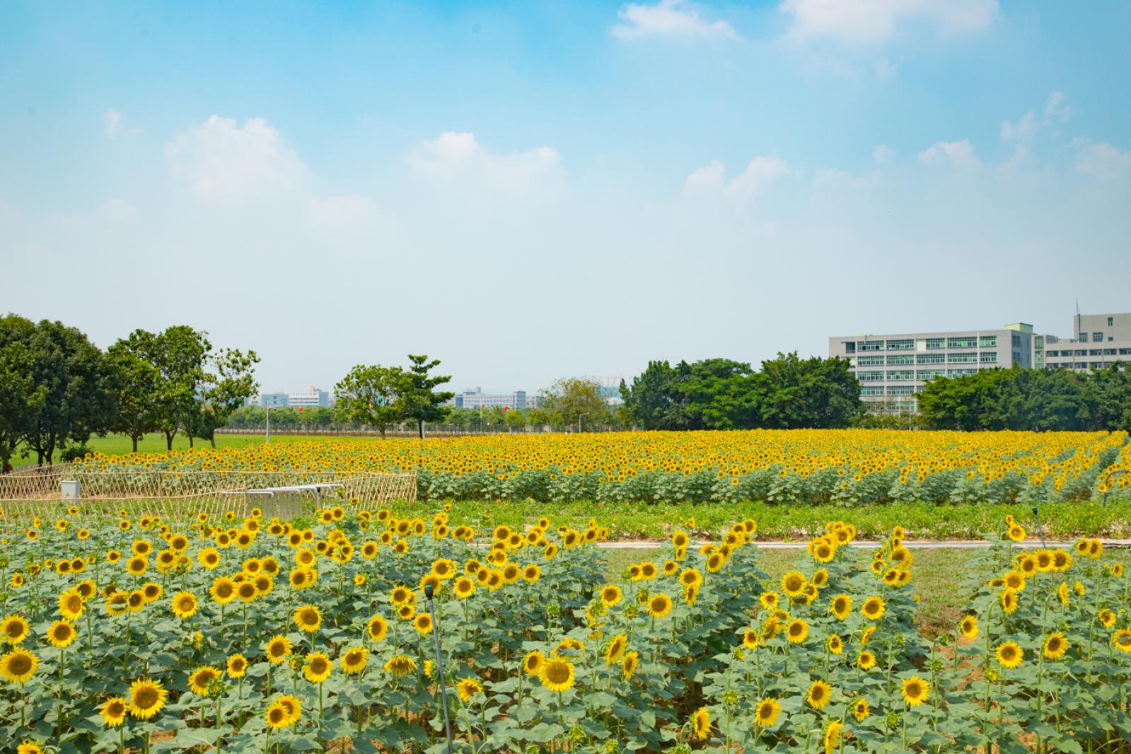 光明小镇欢乐田园