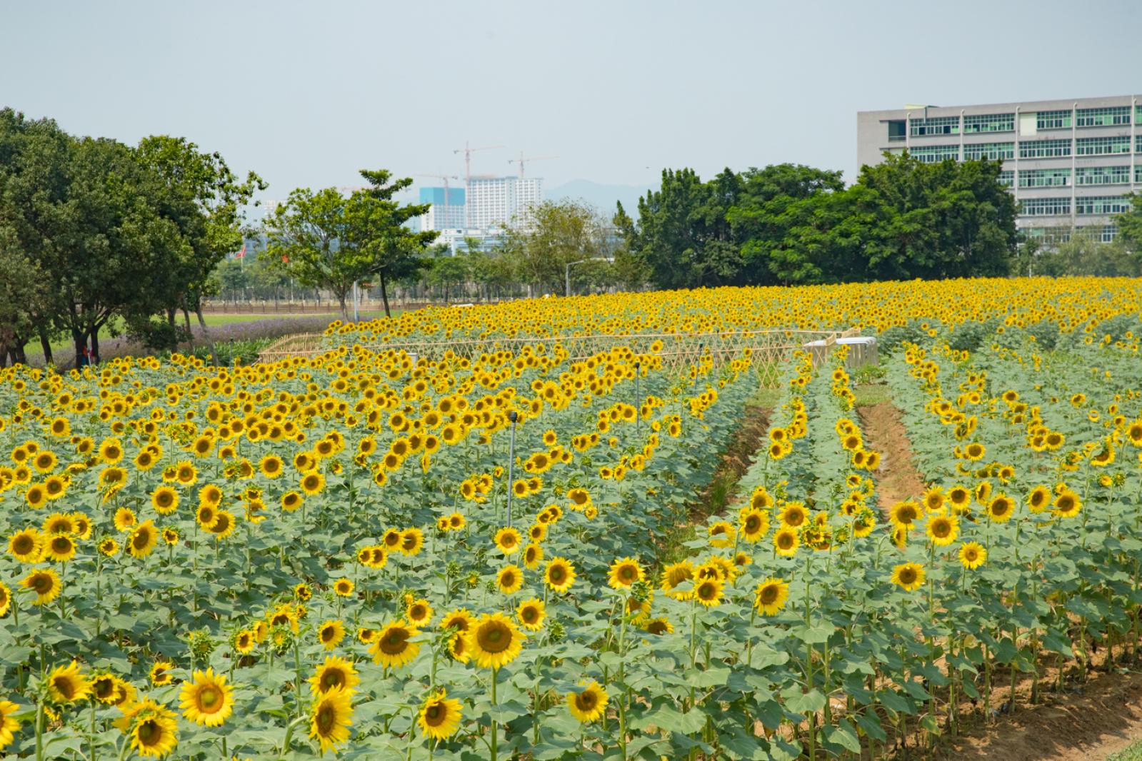 光明小镇欢乐田园