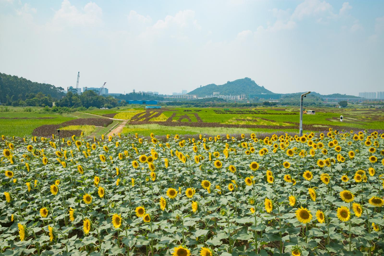光明小镇欢乐田园
