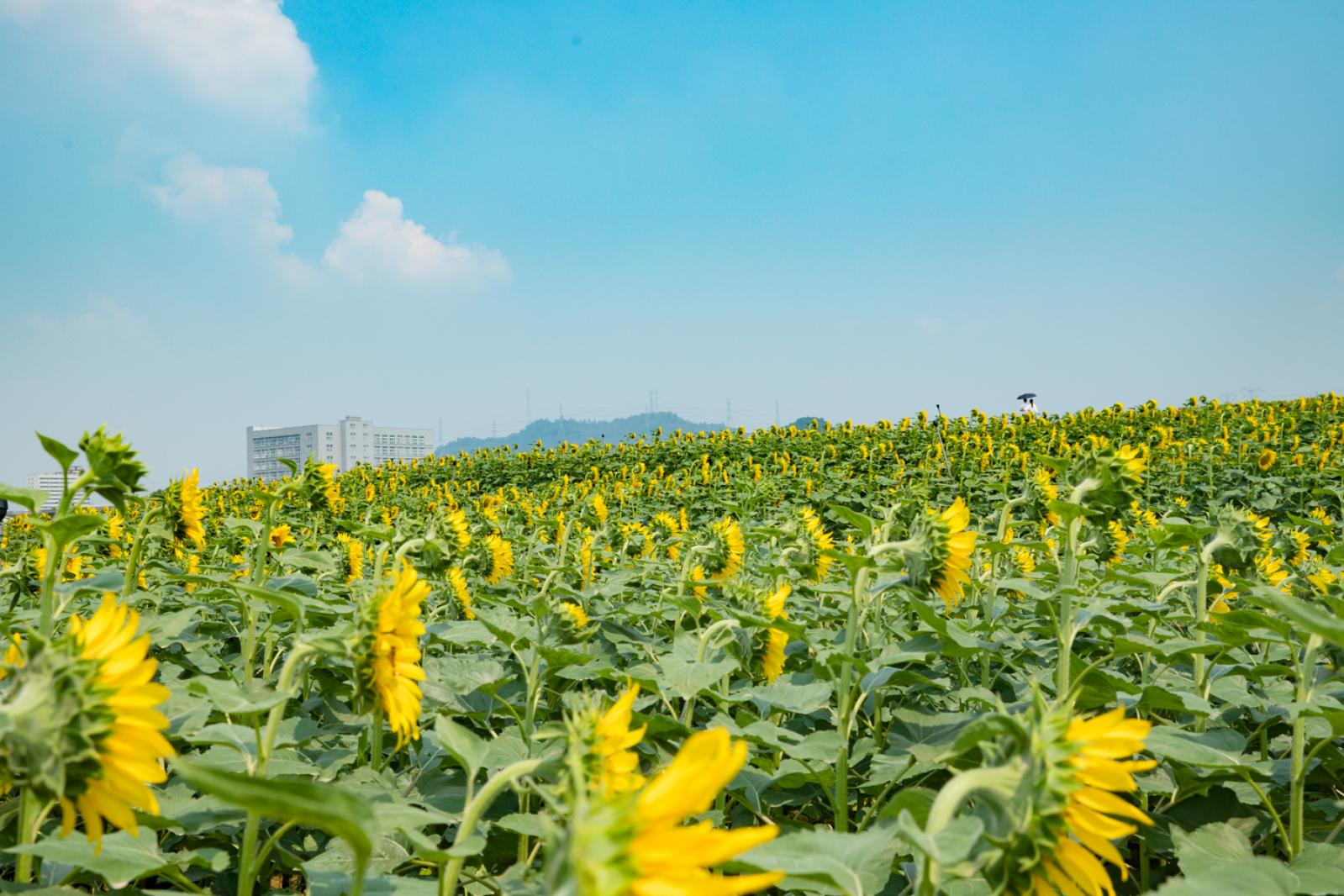 光明小镇欢乐田园