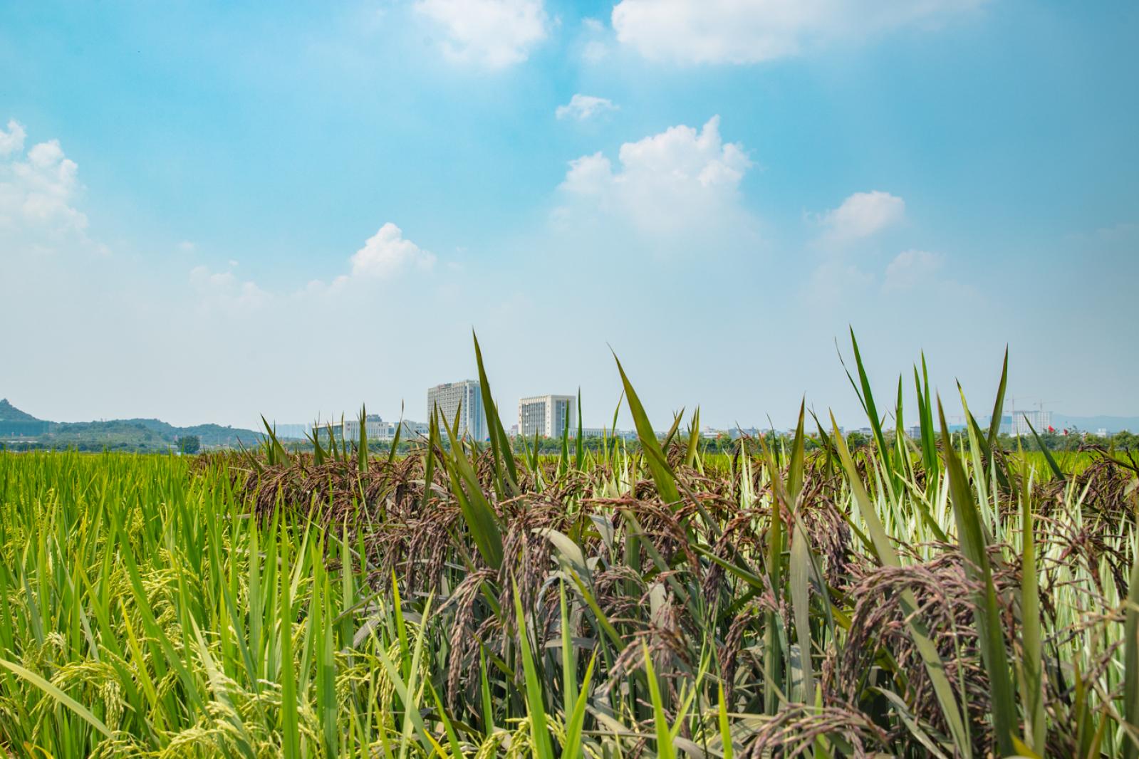 光明小镇欢乐田园