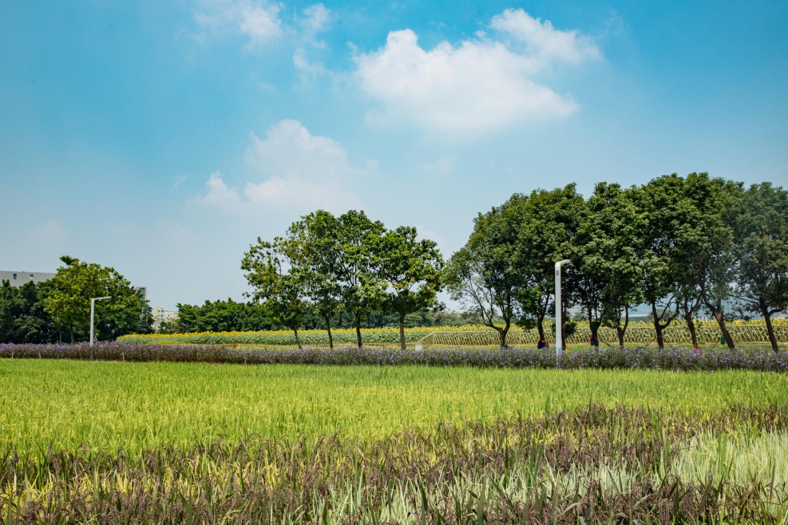 光明小镇欢乐田园