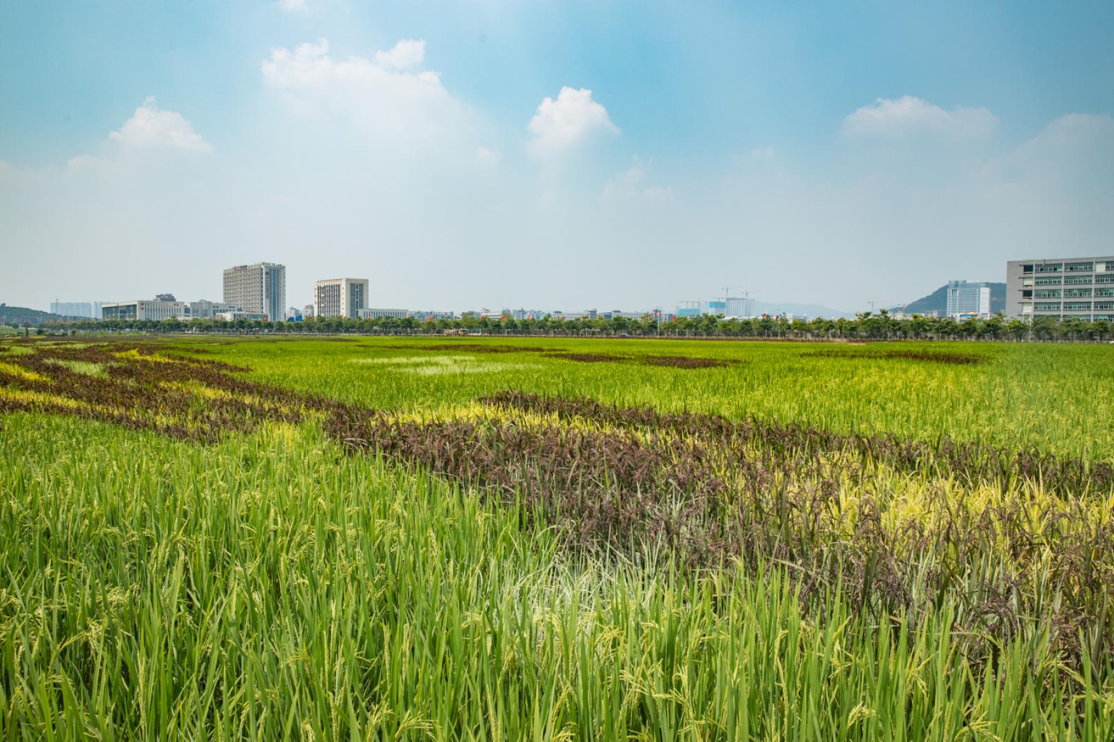 光明小镇欢乐田园