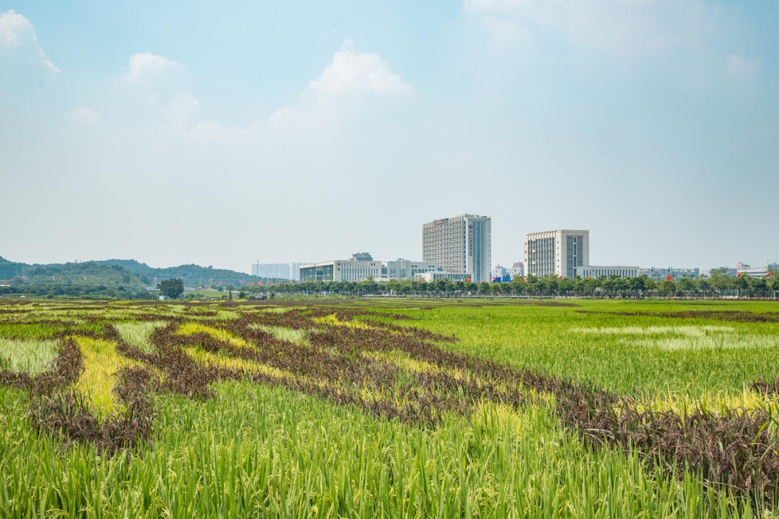 光明小镇欢乐田园