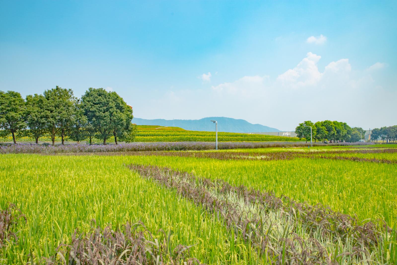 光明小镇欢乐田园