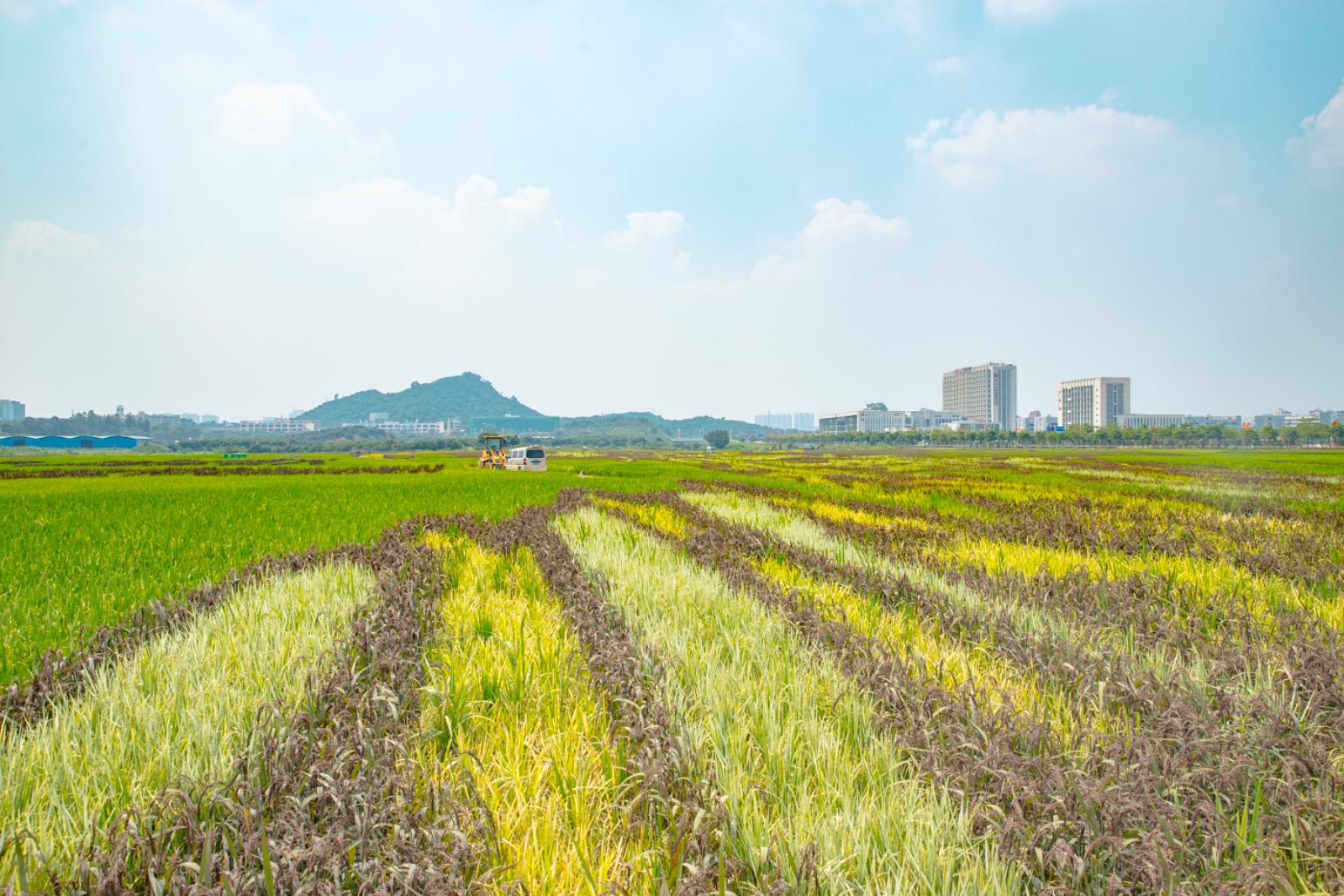 光明小镇欢乐田园