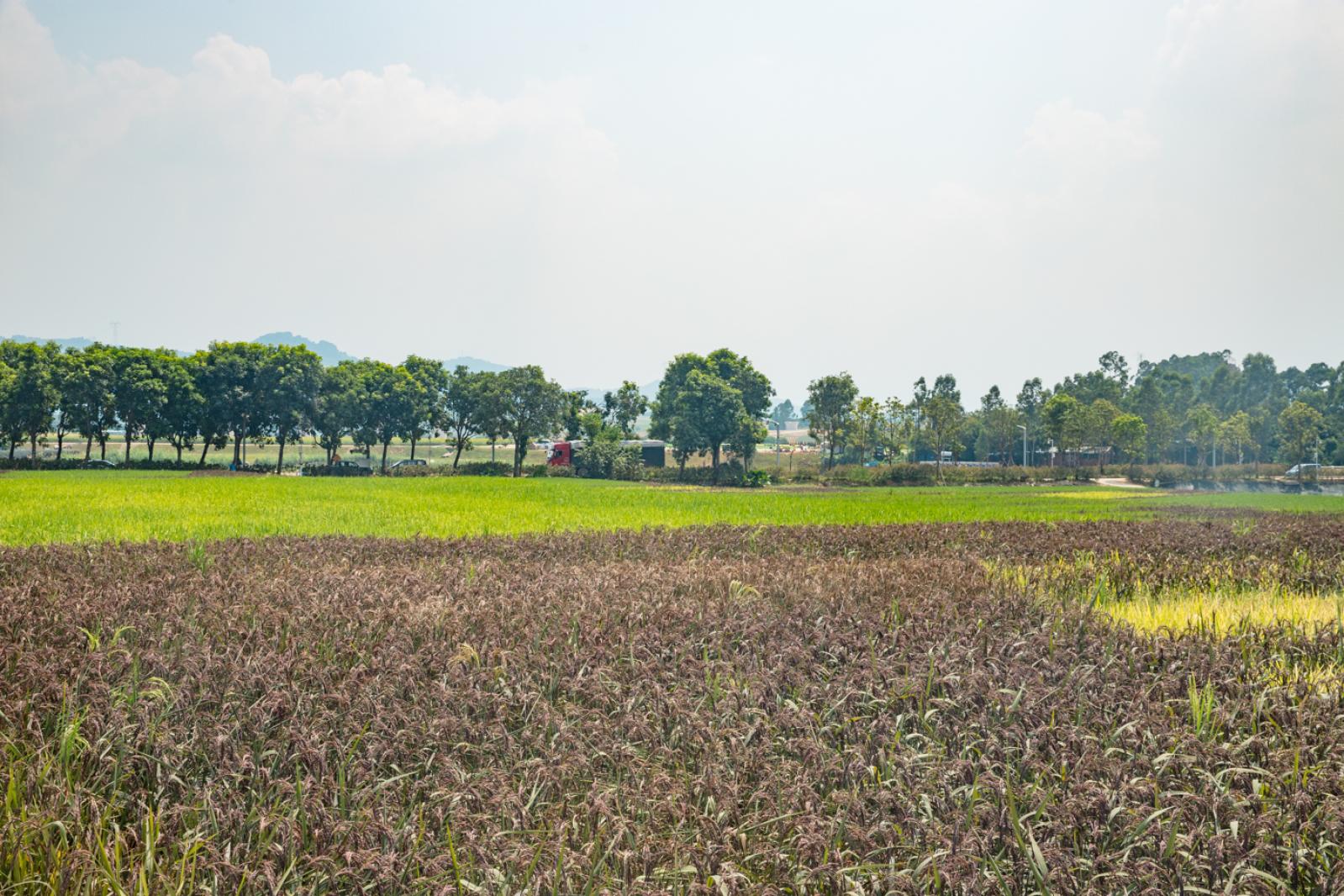 光明小镇欢乐田园