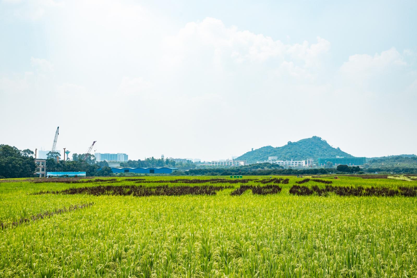 光明小镇欢乐田园