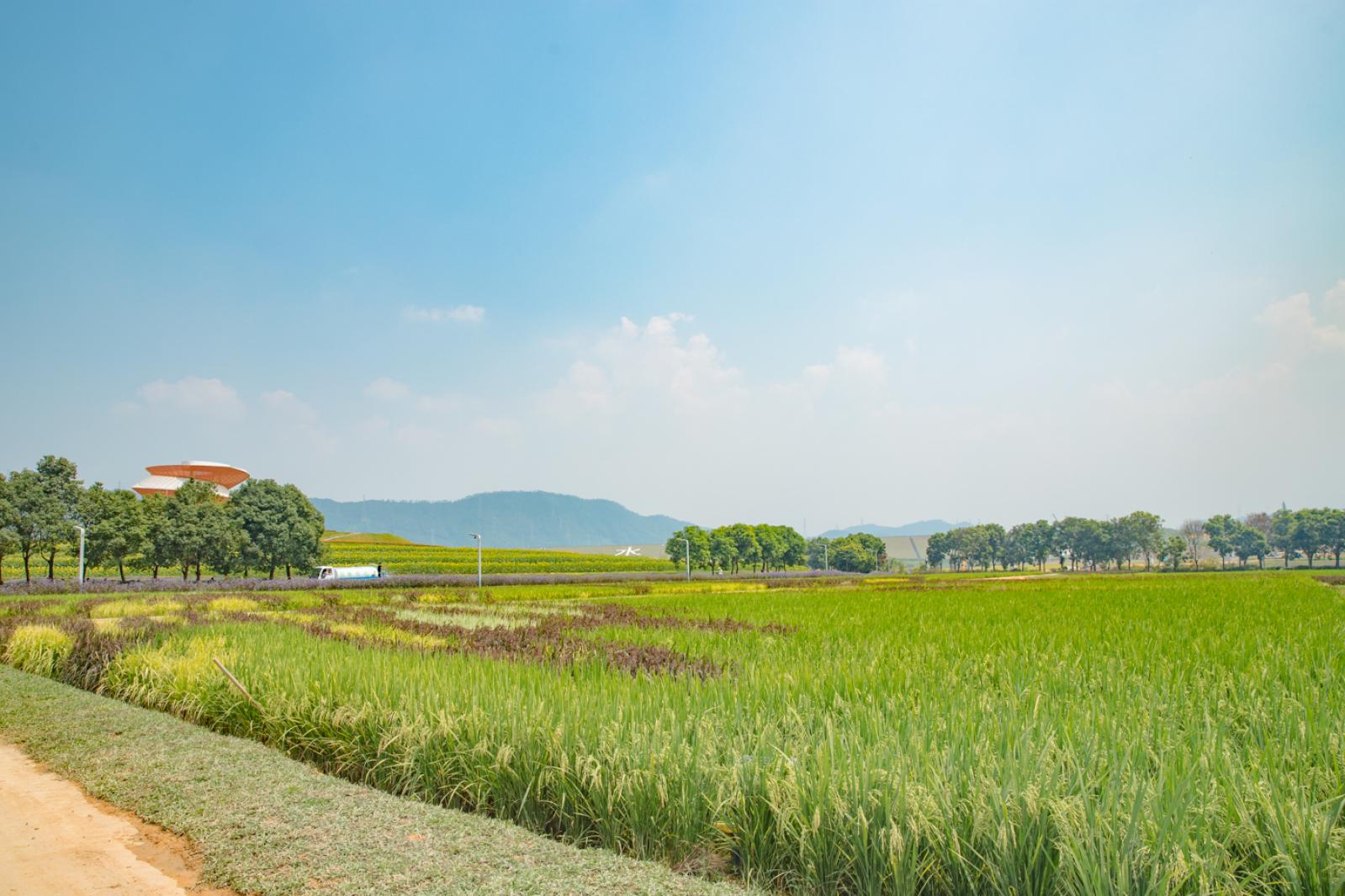 光明小镇欢乐田园