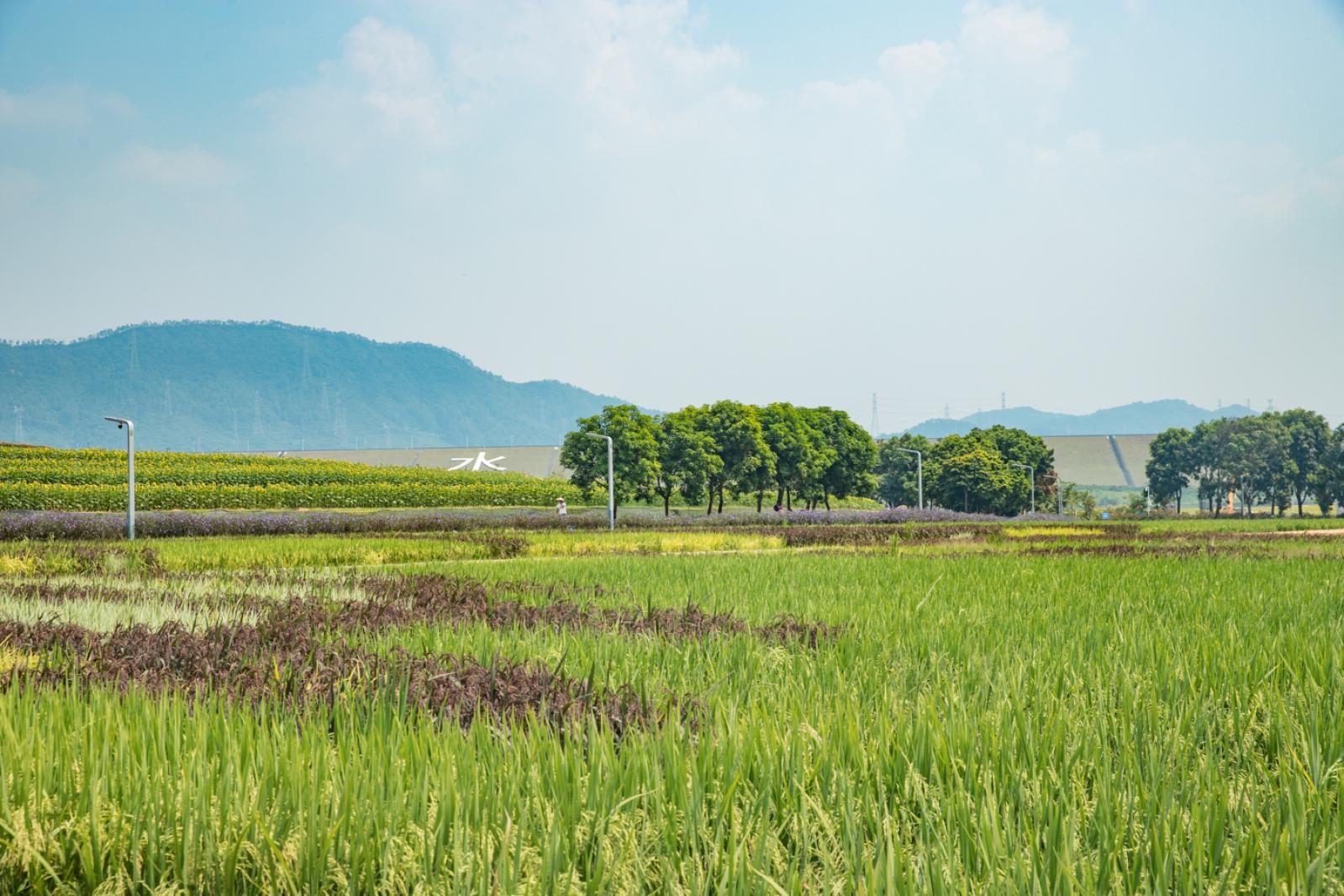 光明小镇欢乐田园