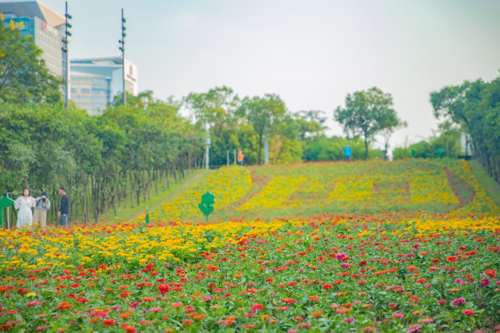 市民中心花海