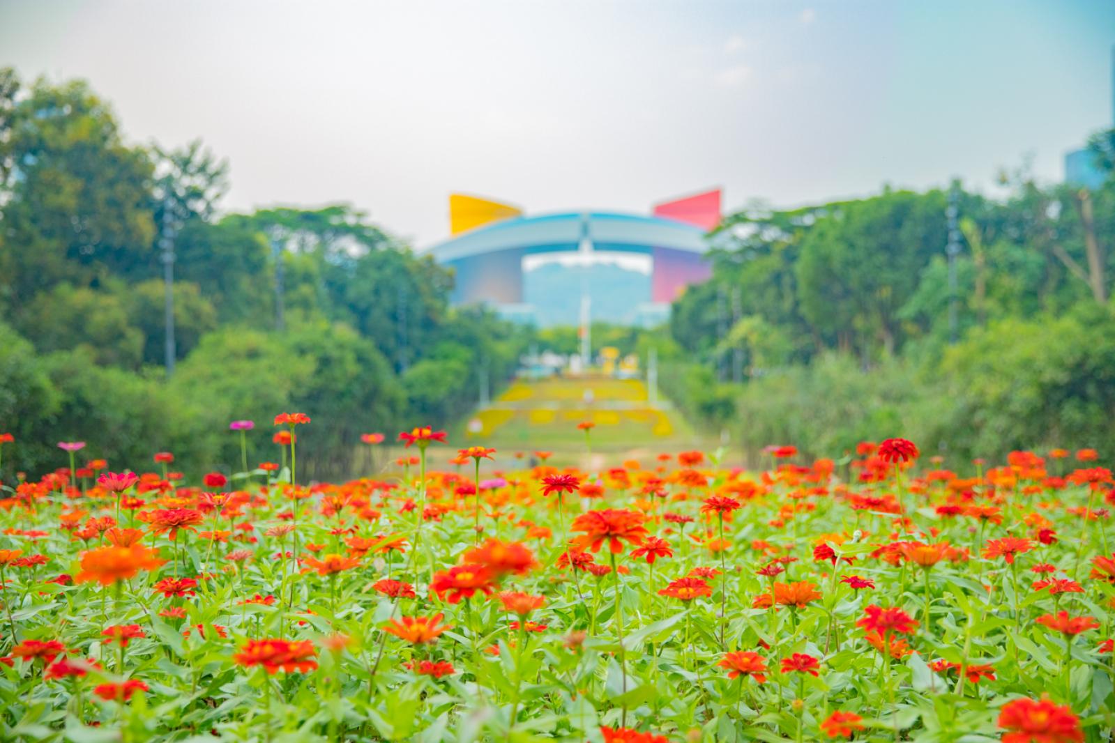 市民中心花海