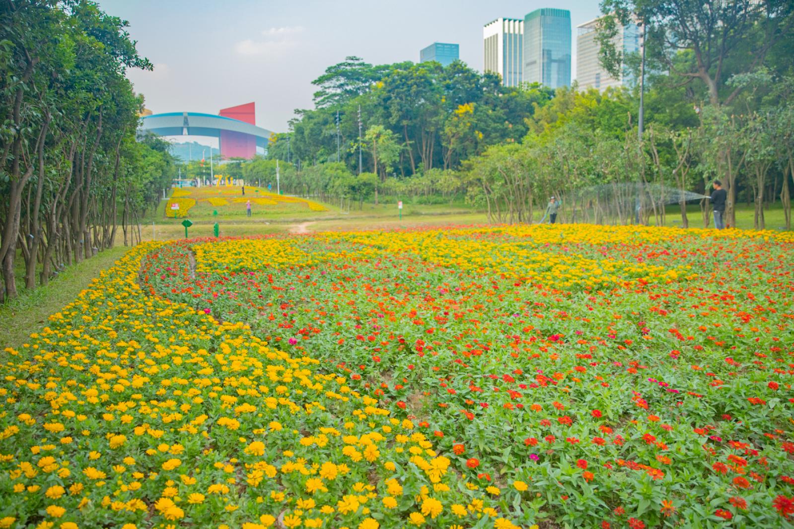 市民中心花海
