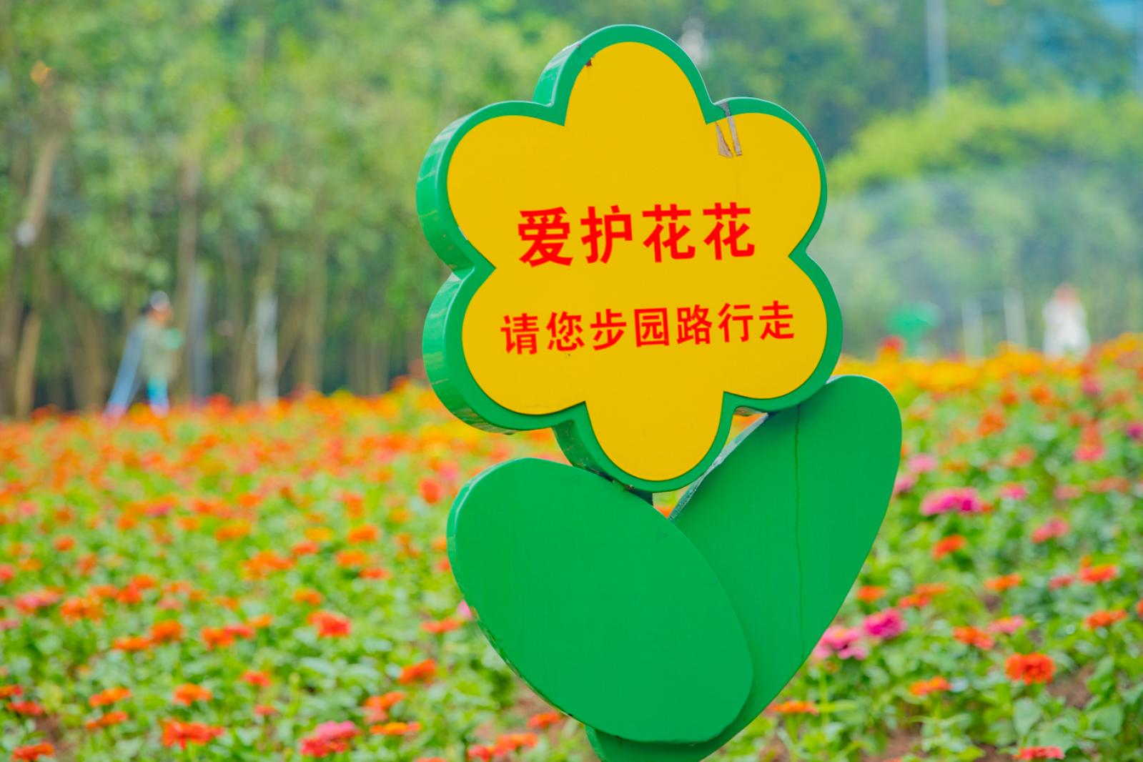 市民中心花海