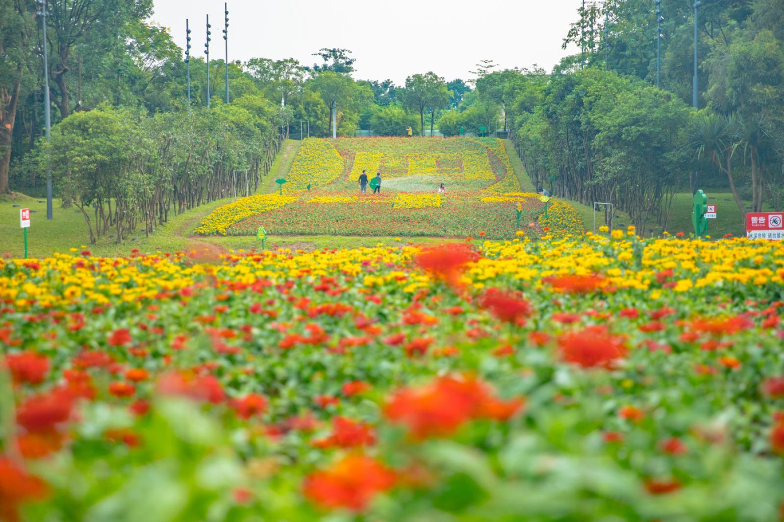 市民中心花海