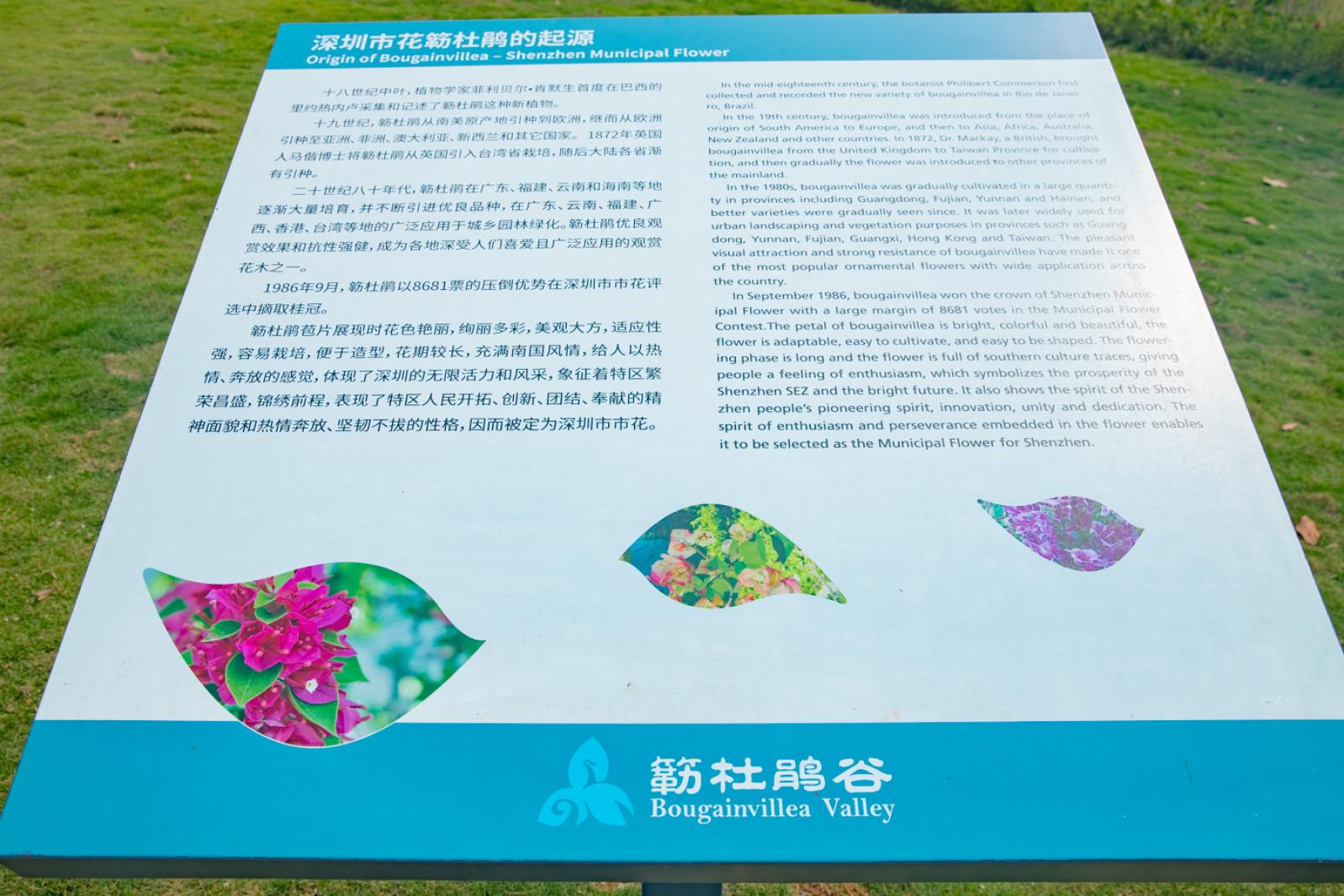 簕杜鹃谷