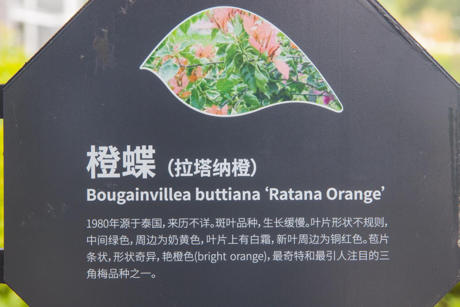 簕杜鹃谷