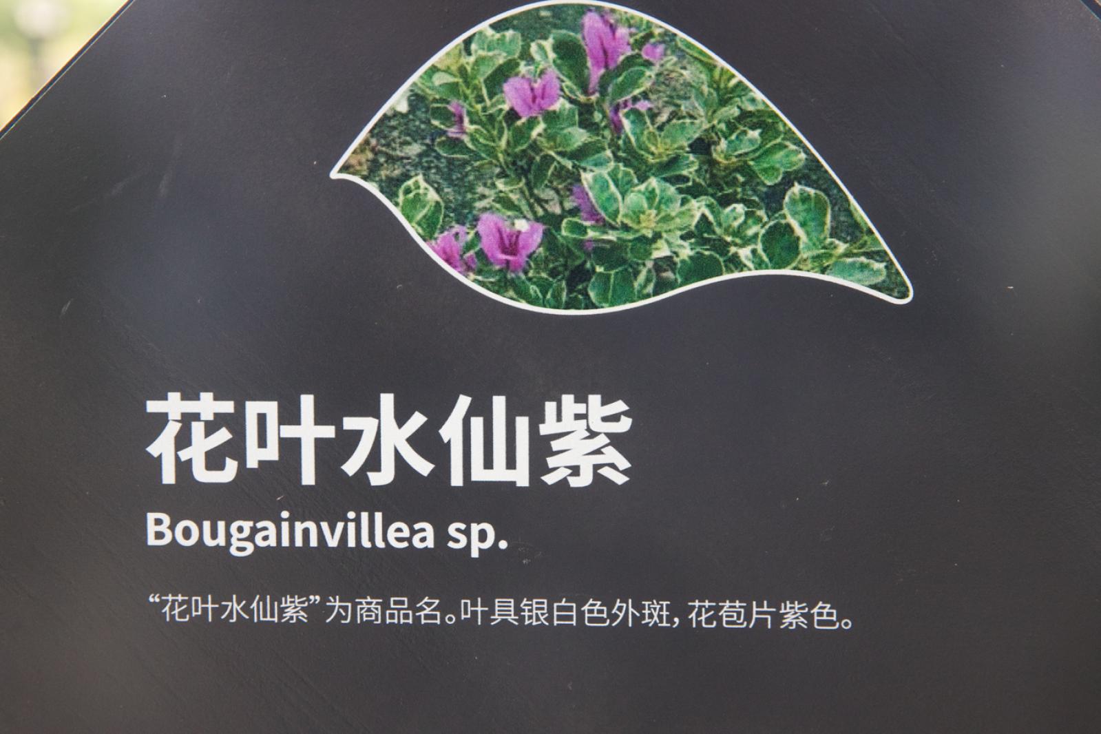 簕杜鹃谷