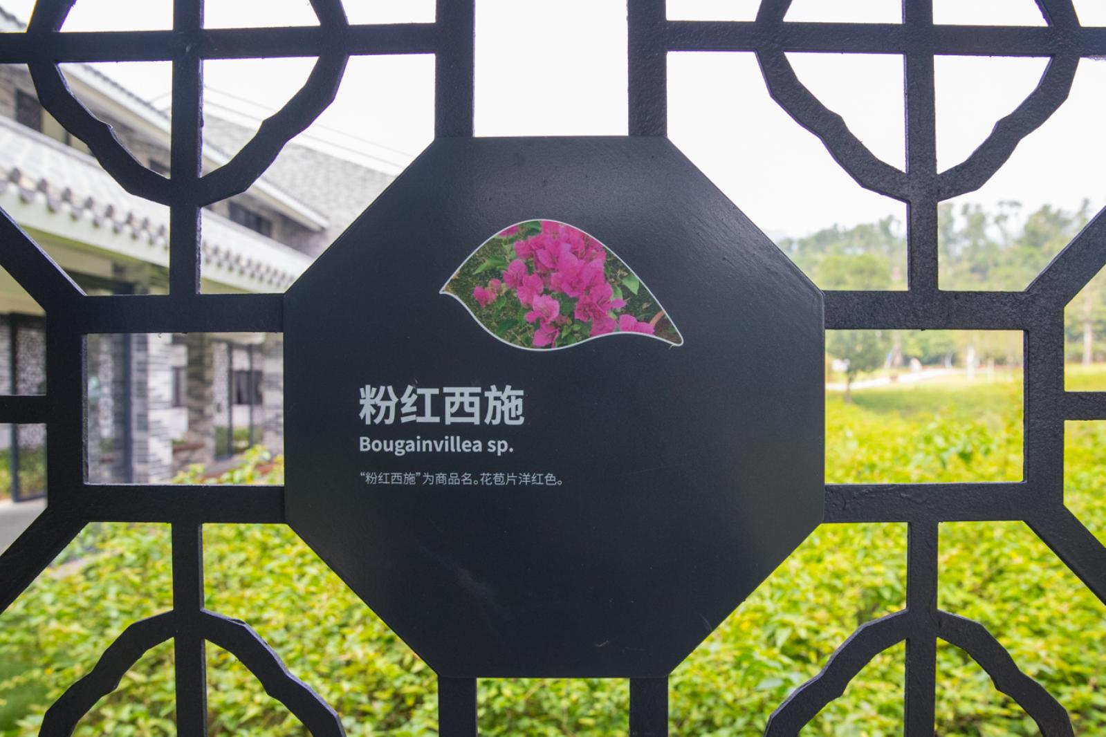 簕杜鹃谷