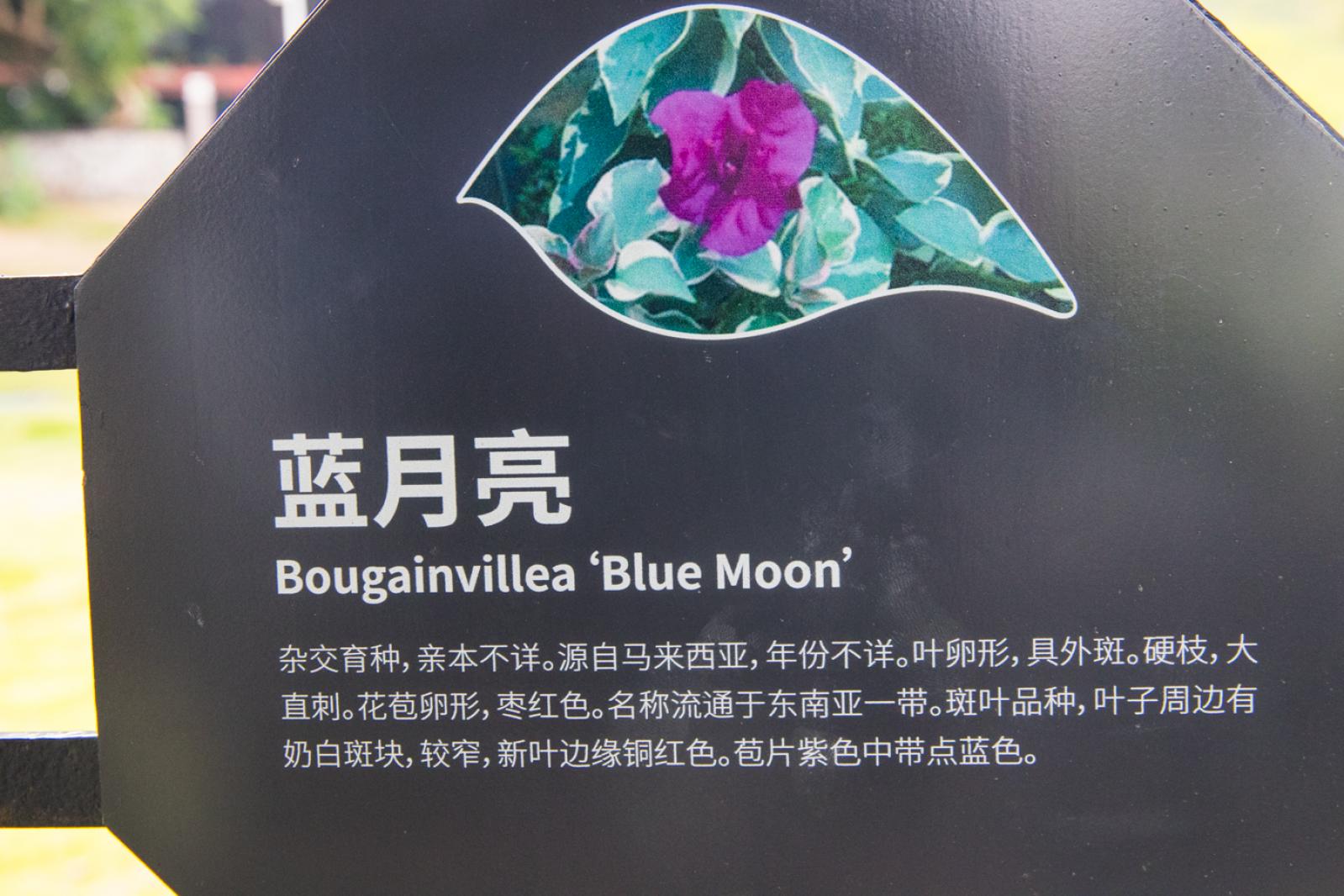 簕杜鹃谷