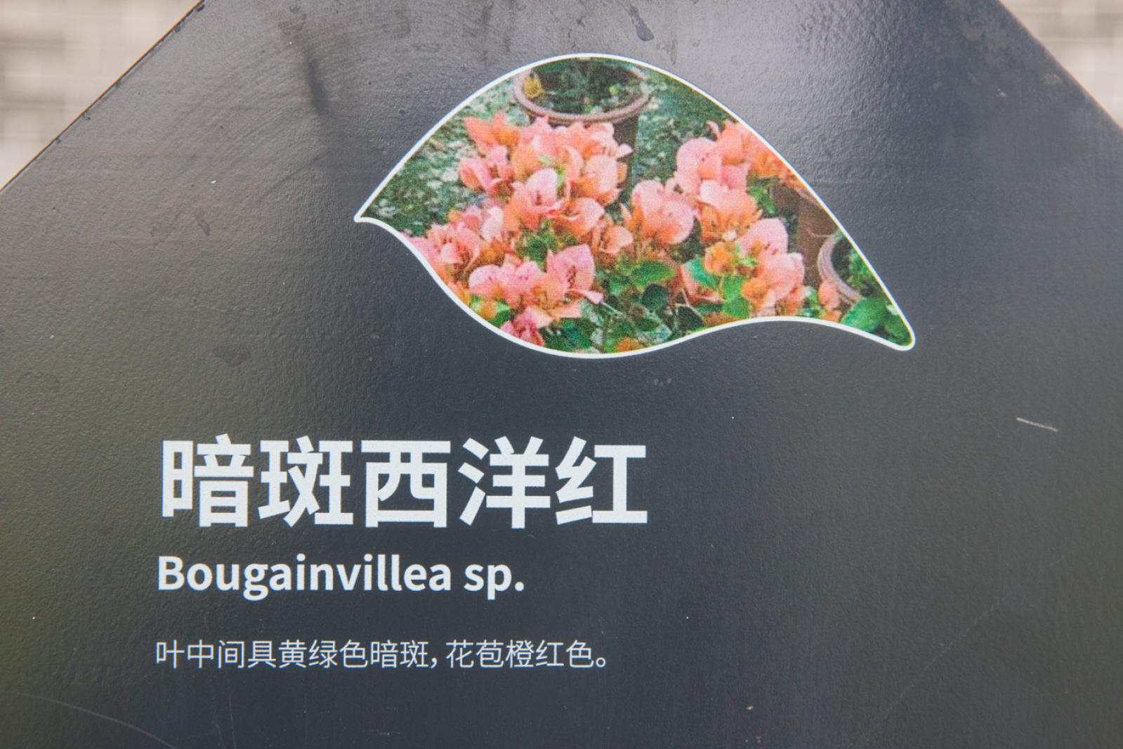 簕杜鹃谷