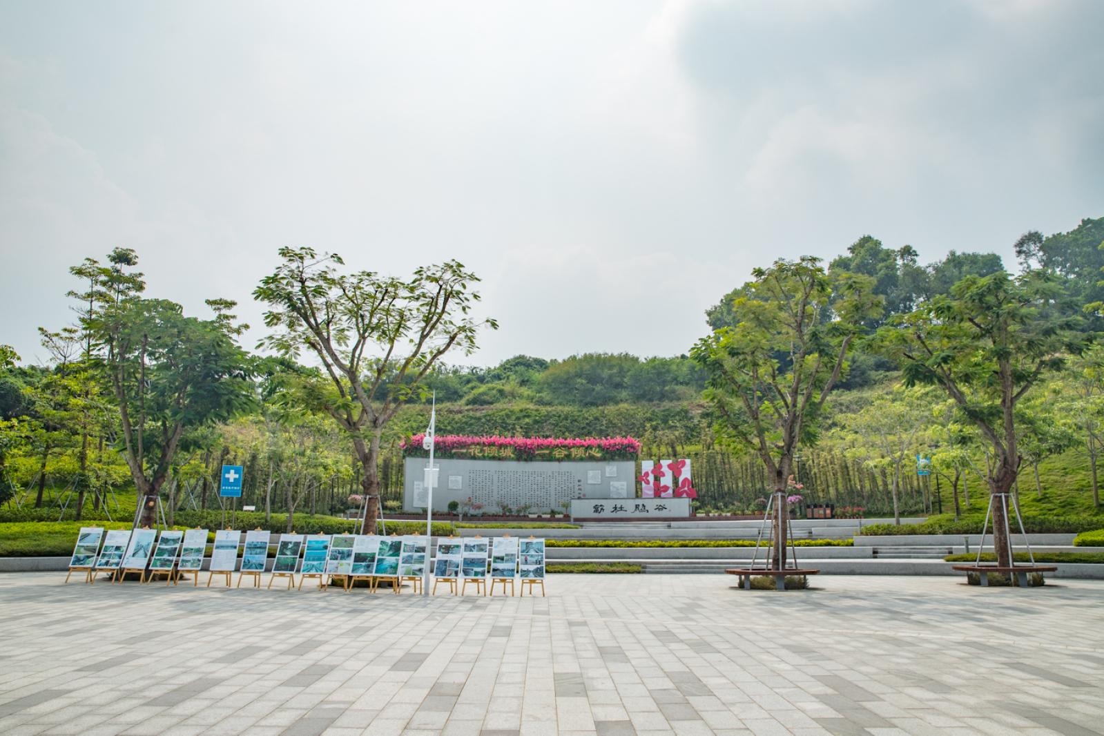 簕杜鹃谷