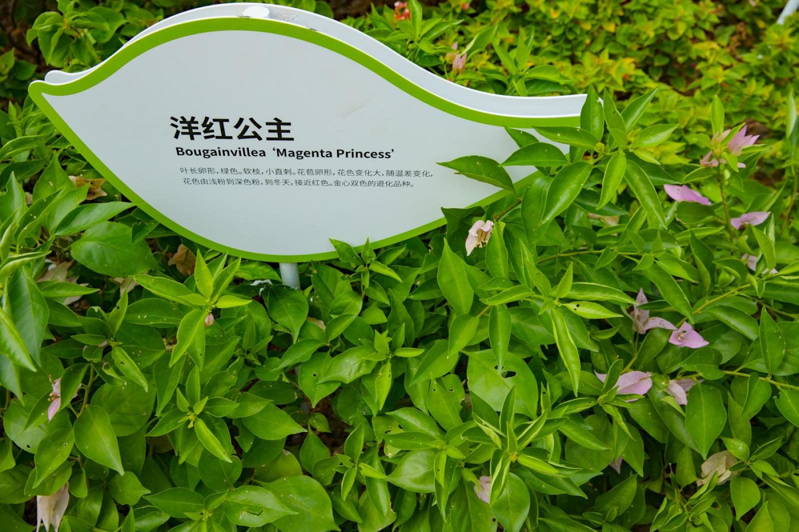 簕杜鹃谷