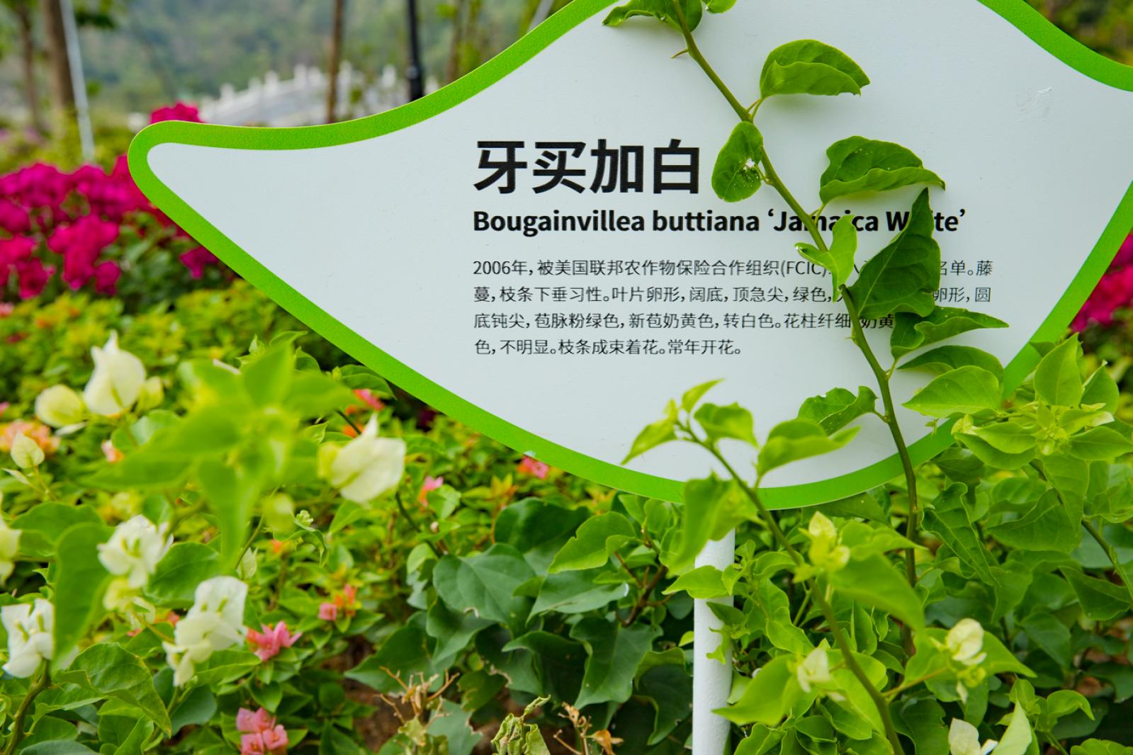 簕杜鹃谷