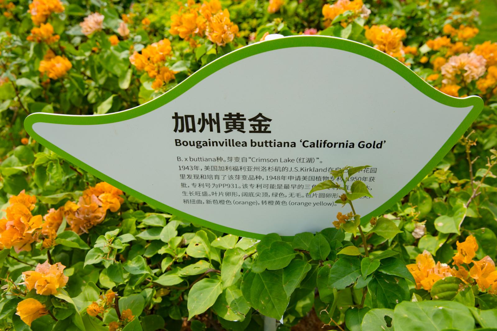 簕杜鹃谷