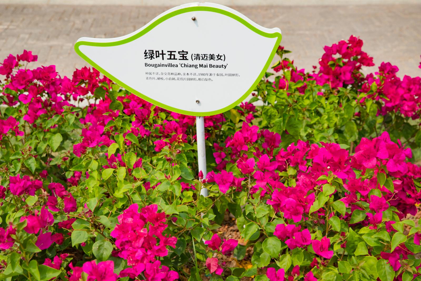 簕杜鹃谷