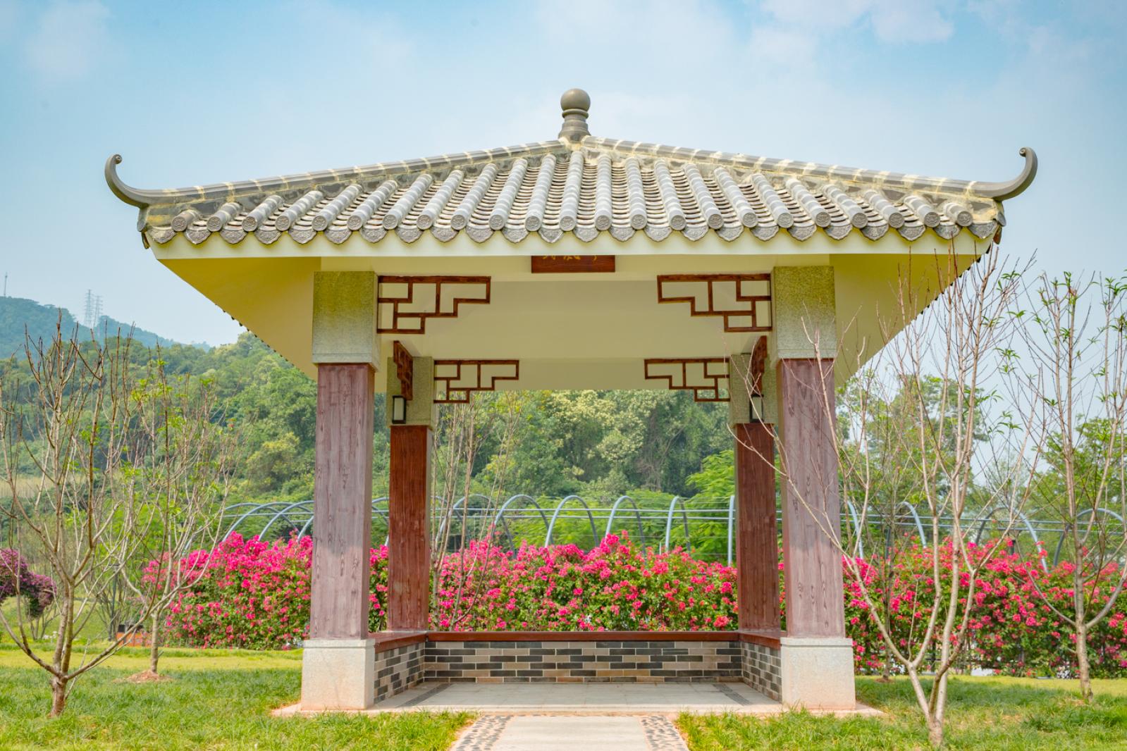 簕杜鹃谷