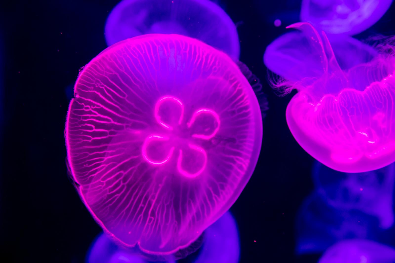 海洋奇梦馆